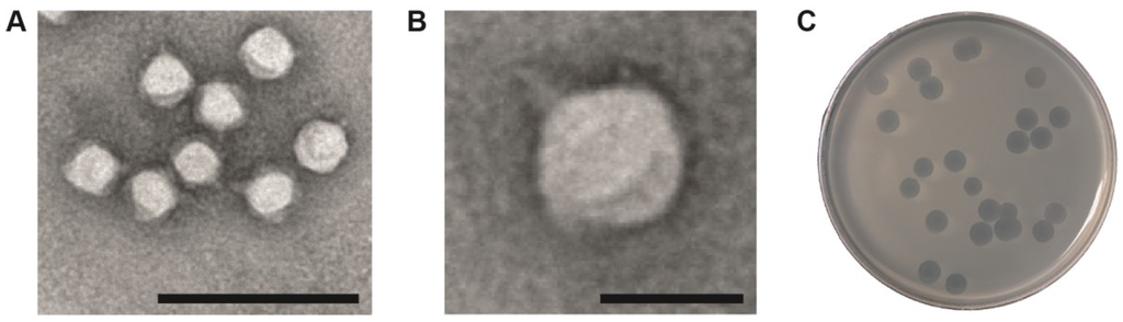 pseudomonas syringae caused by avrpt2 Instead pseudomonas syringae pv aesculi is now the most frequent cause of bleeding canker of bleeding canker caused by pseudomonas syringae pv. pseudomonas syringae caused by avrpt2 Instead pseudomonas syringae pv aesculi is now the most frequent cause of bleeding canker of bleeding canker caused by pseudomonas syringae pv.