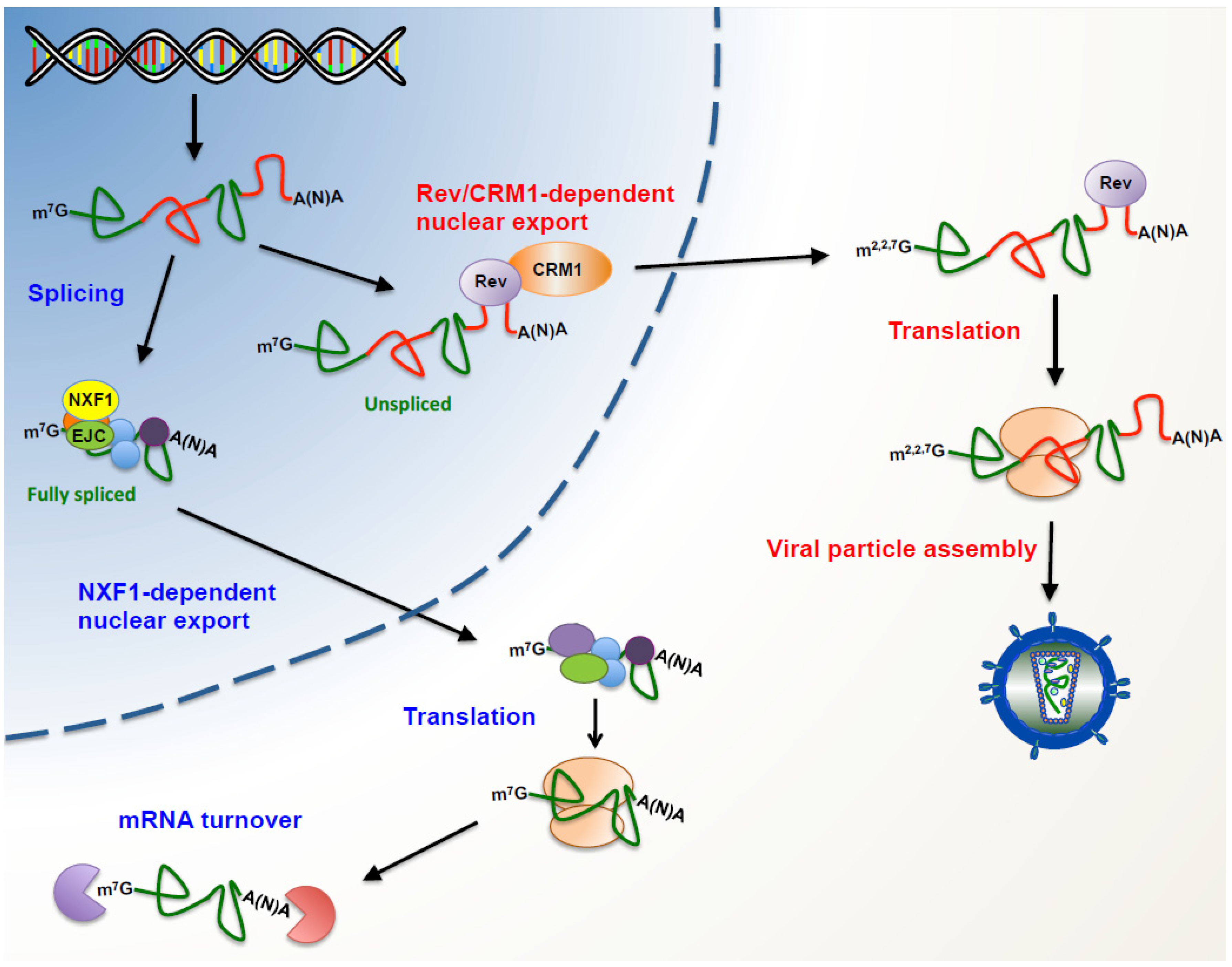 Viruses Free FullText Translational Control of the HIV Unspliced