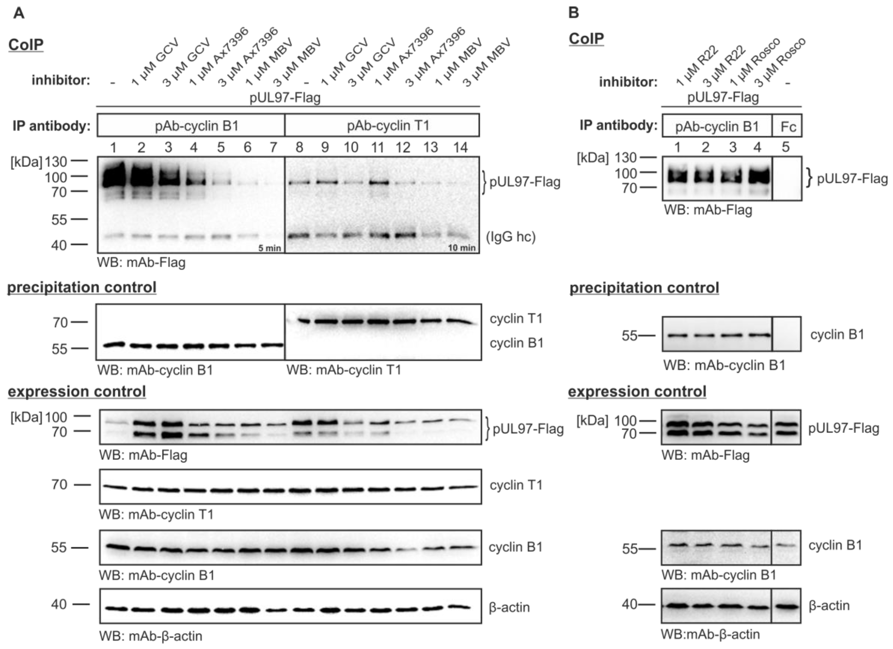 Viruses 07 02834 g002