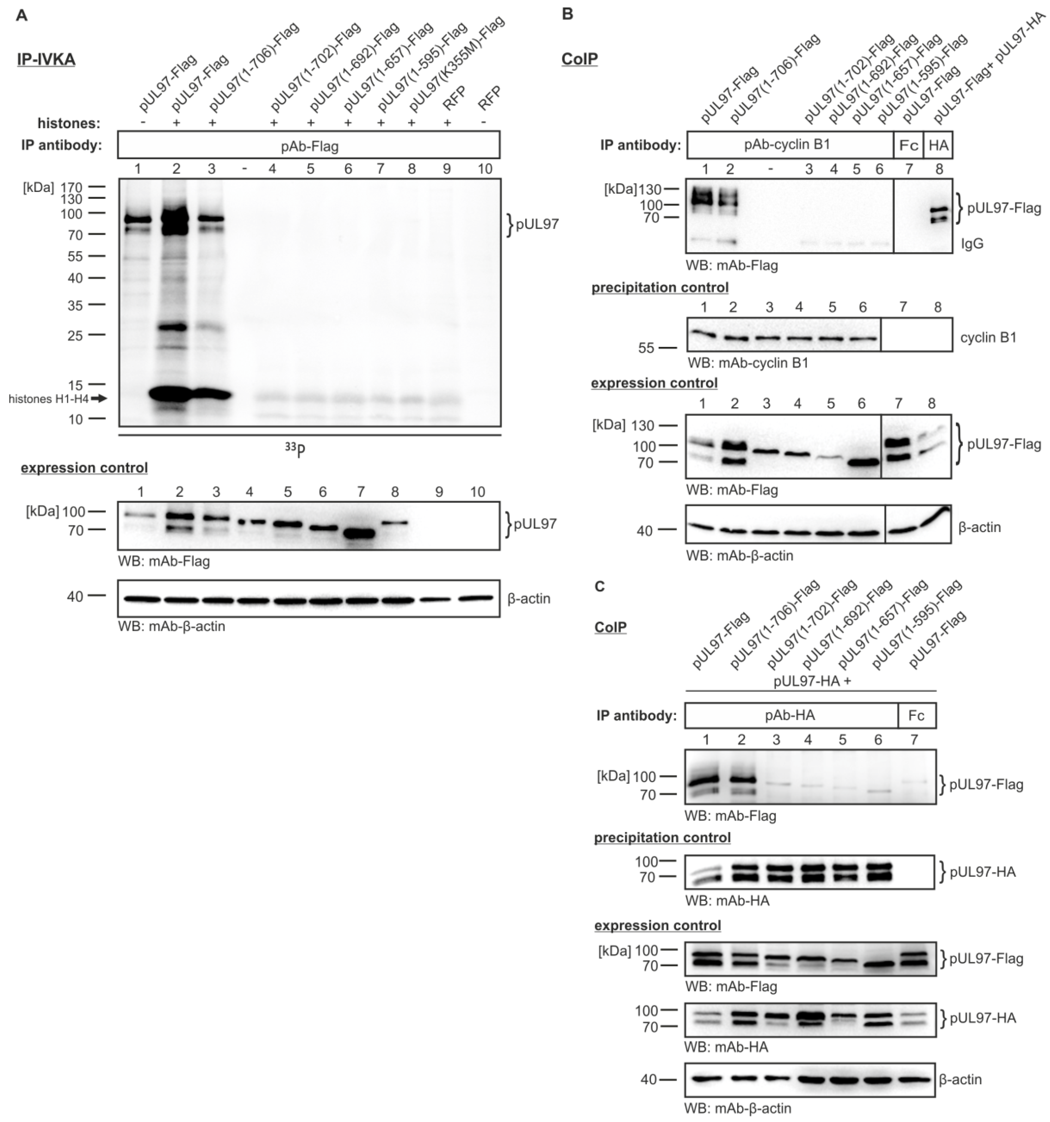 Viruses 07 02834 g004