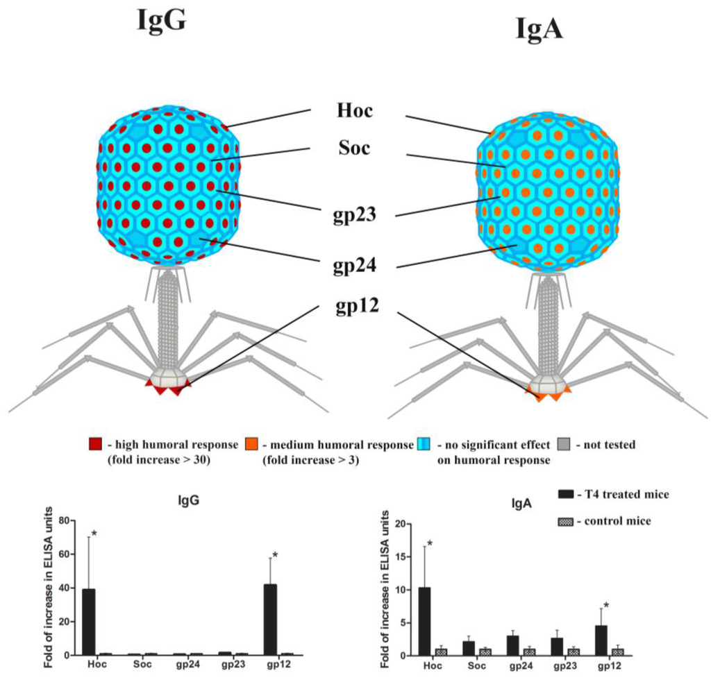 Viruses Special Issue 21st Evergreen International Phage Biology
