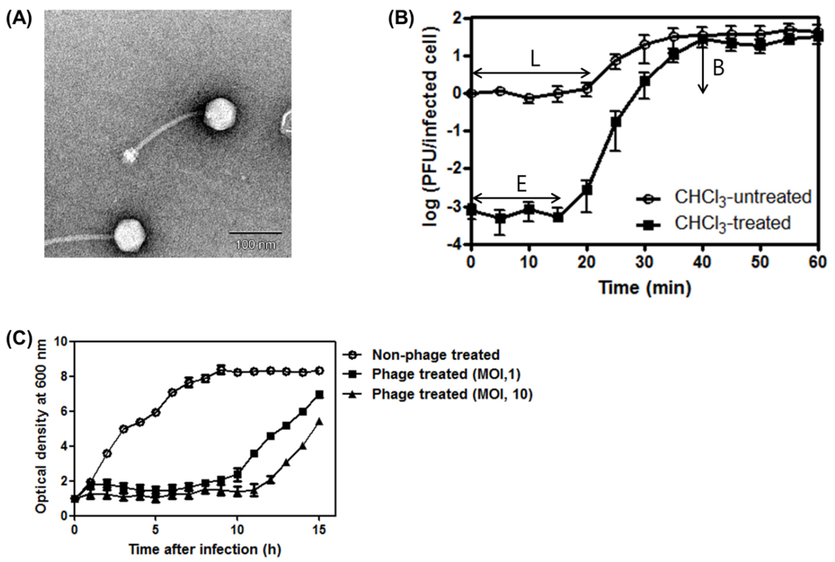 Staphylococcus epidermidis research papers