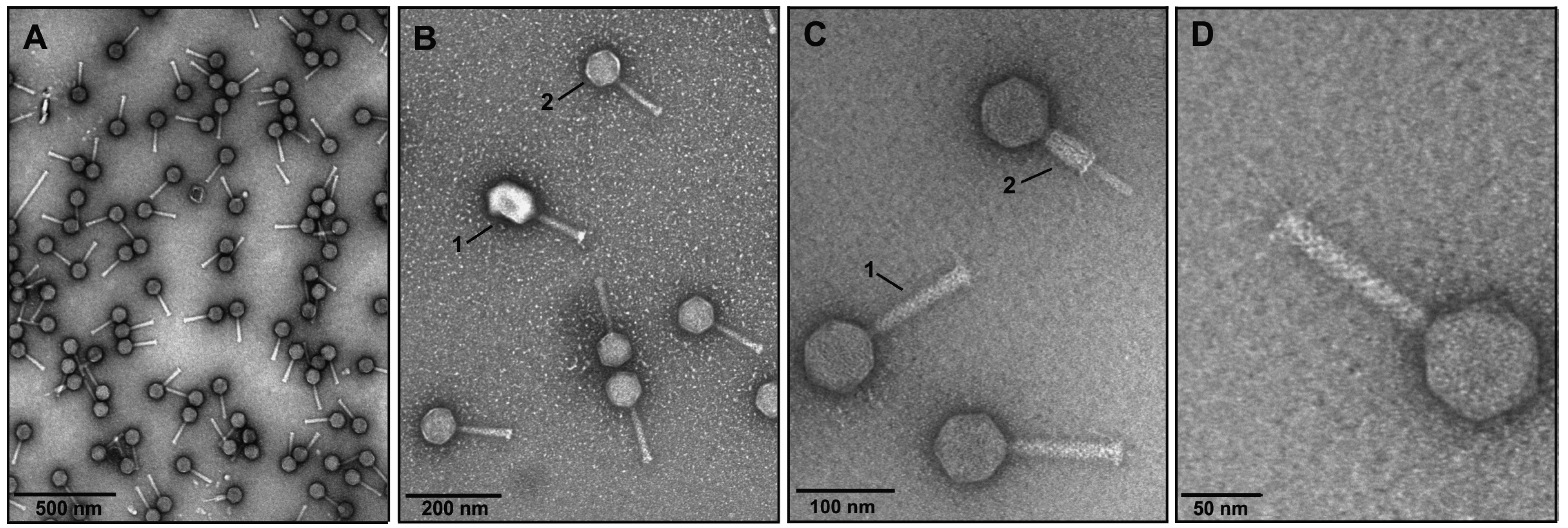 Viruses 07 02932 g002