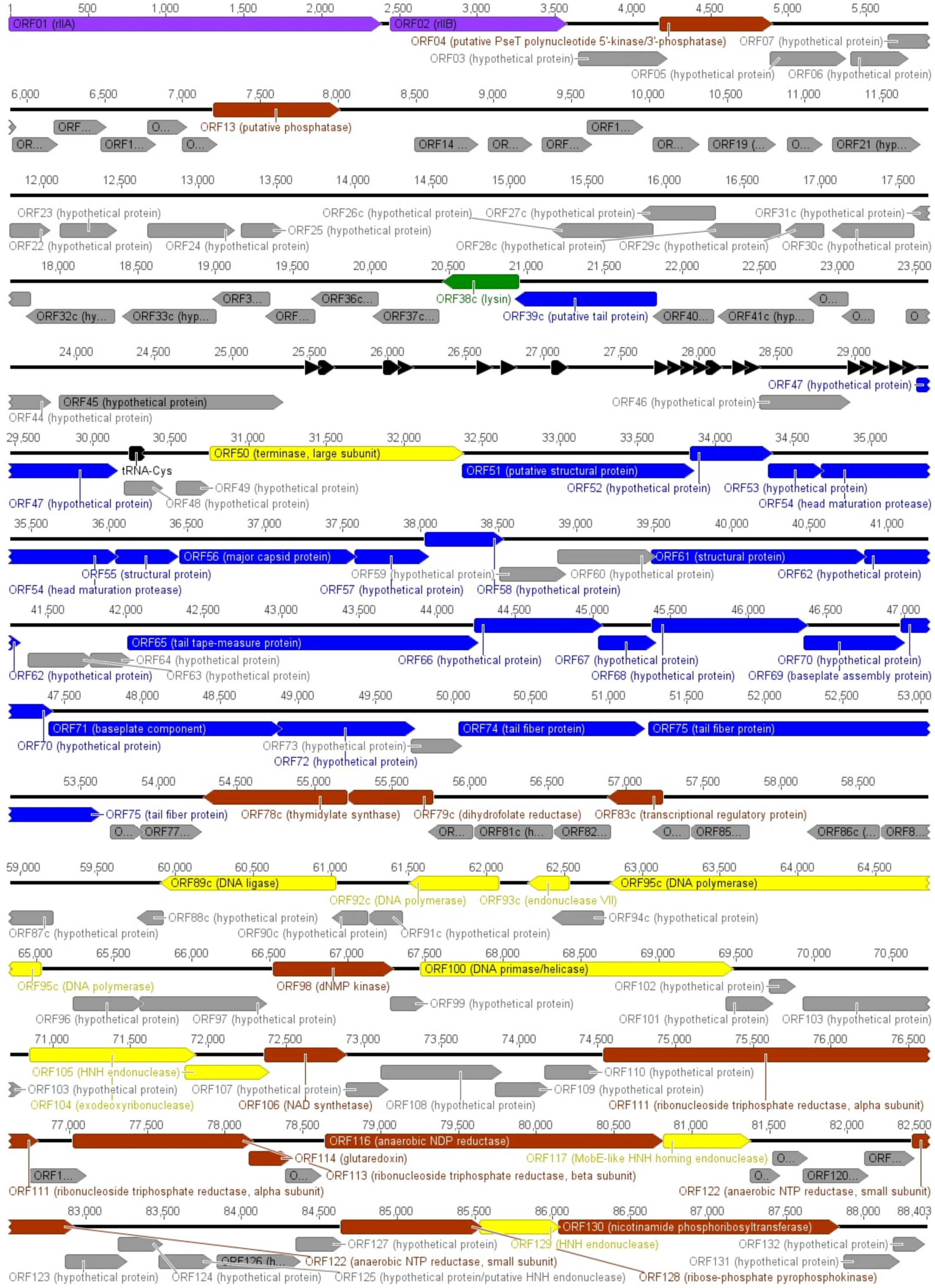 Viruses 07 02932 g004