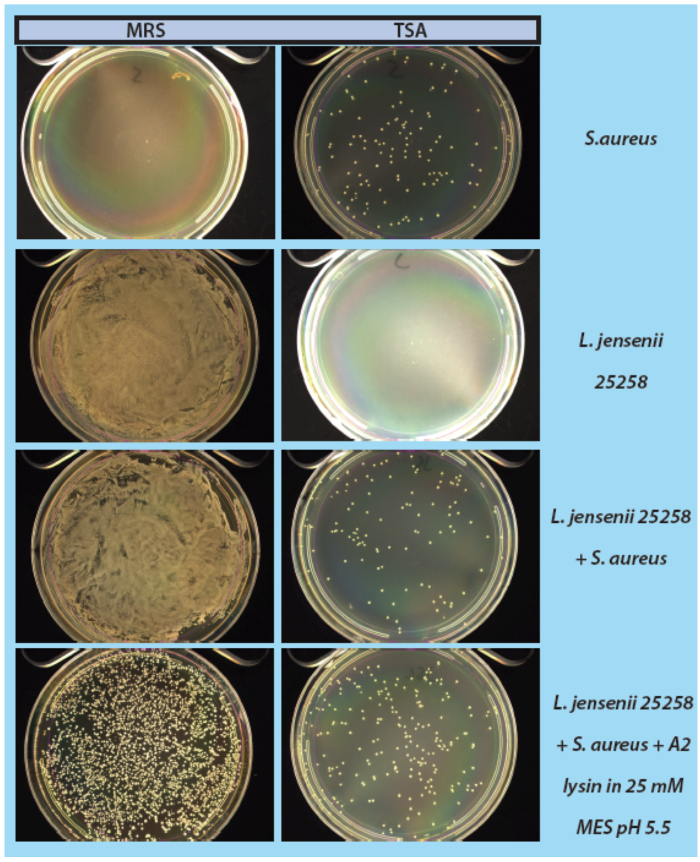 mrs broth l acidophilus Screening of lactobacilli derive d from chicken feces and partial characterization of lactobacillus acidophilus a12 as animal probiotics lee mrs broth (difco laboratories, detroit at 4,000 ×g for 10 min at 4o c l acidophilus a12 was then suspended in mrs broth containing 1% (w/v. mrs broth l acidophilus Screening of lactobacilli derive d from chicken feces and partial characterization of lactobacillus acidophilus a12 as animal probiotics lee mrs broth (difco laboratories, detroit at 4,000 ×g for 10 min at 4o c l acidophilus a12 was then suspended in mrs broth containing 1% (w/v.