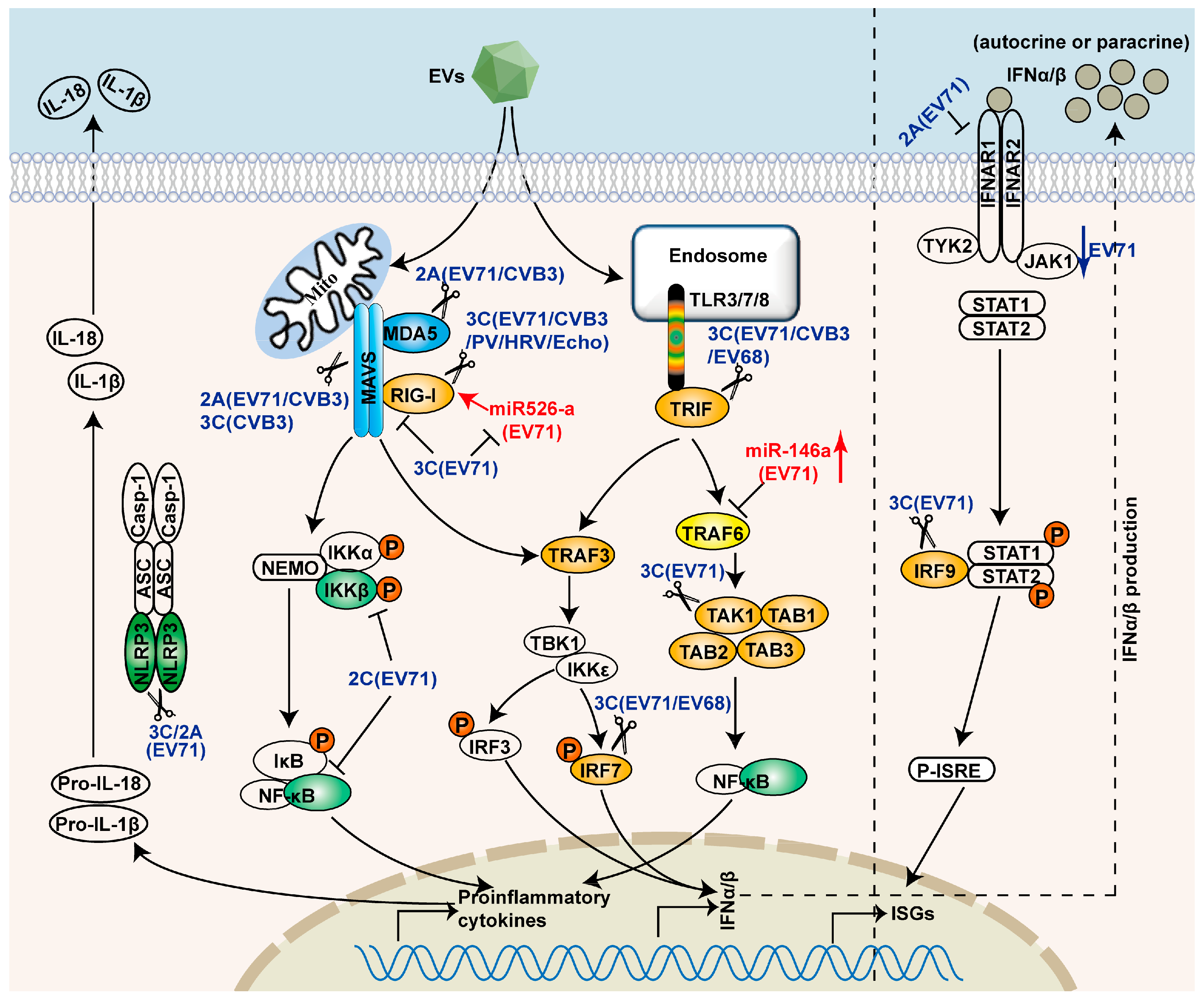 viruses free full text innate immunity evasion by web work cited