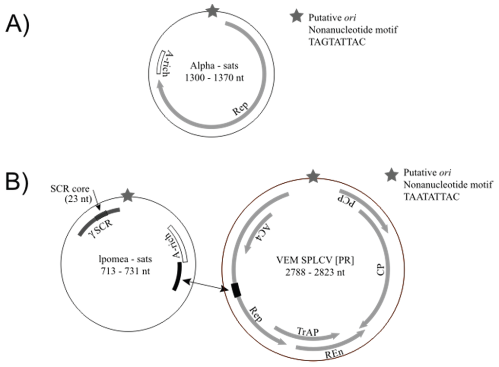 Viruses 08 00036 g001 1024
