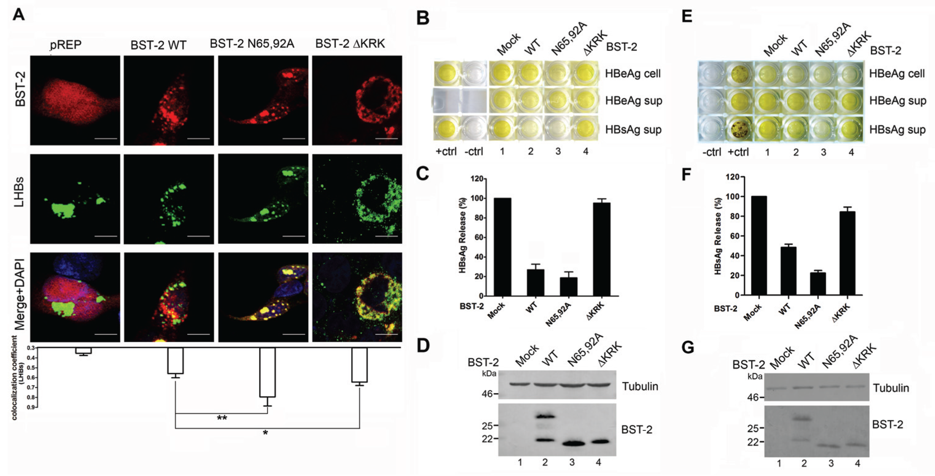 Viruses 08 00062 g004