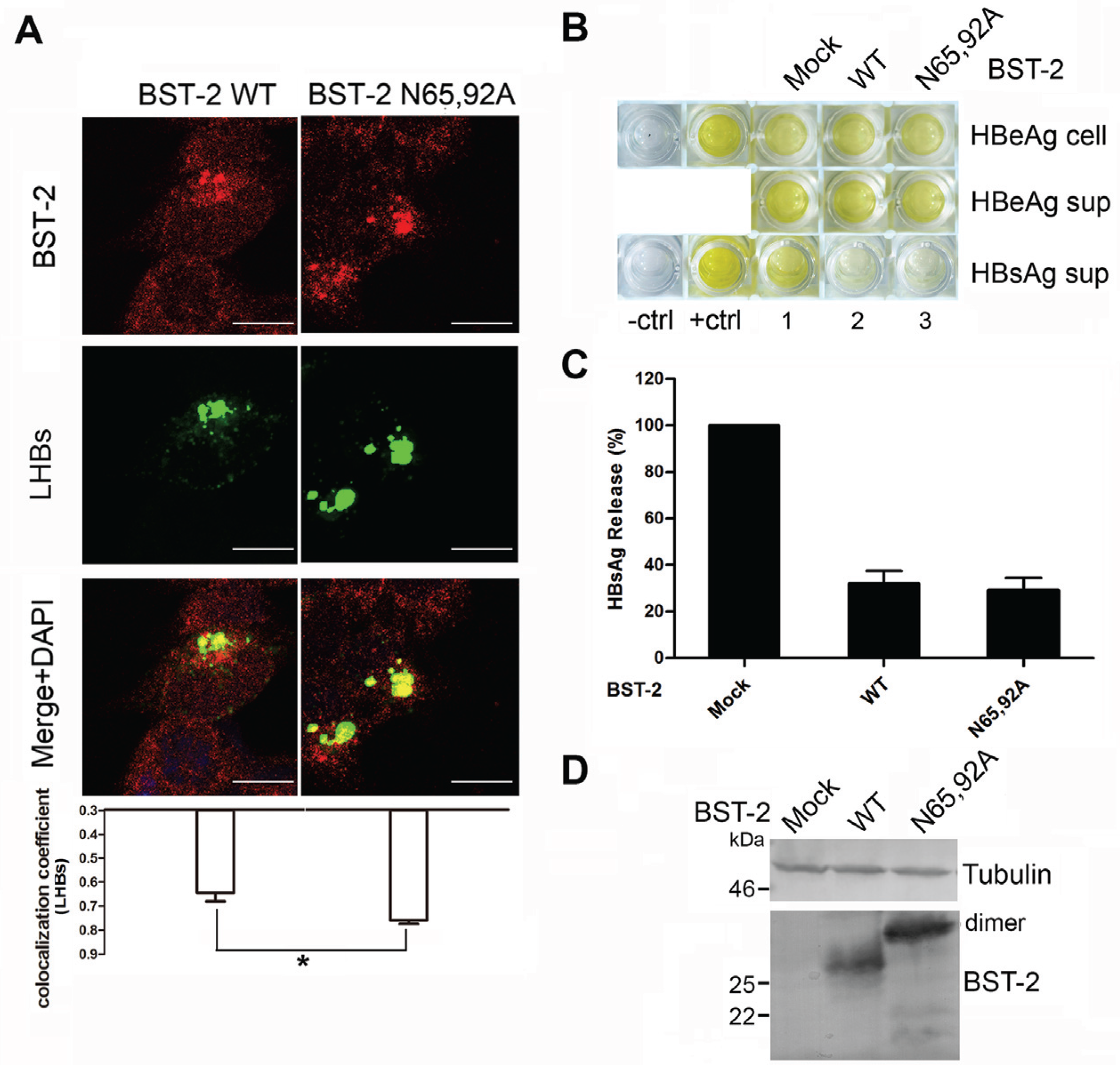 Viruses 08 00062 g005