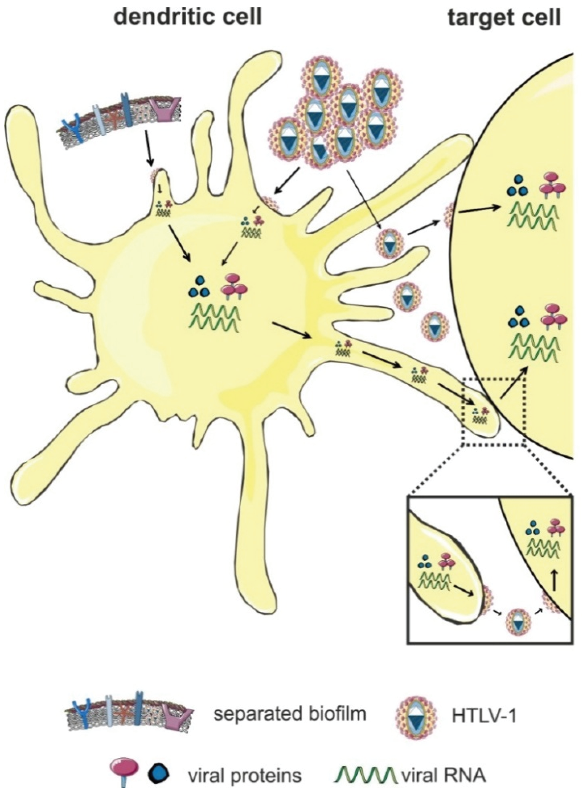 viruses free full text molecular mechanisms of htlv 1 what are the two types of cells