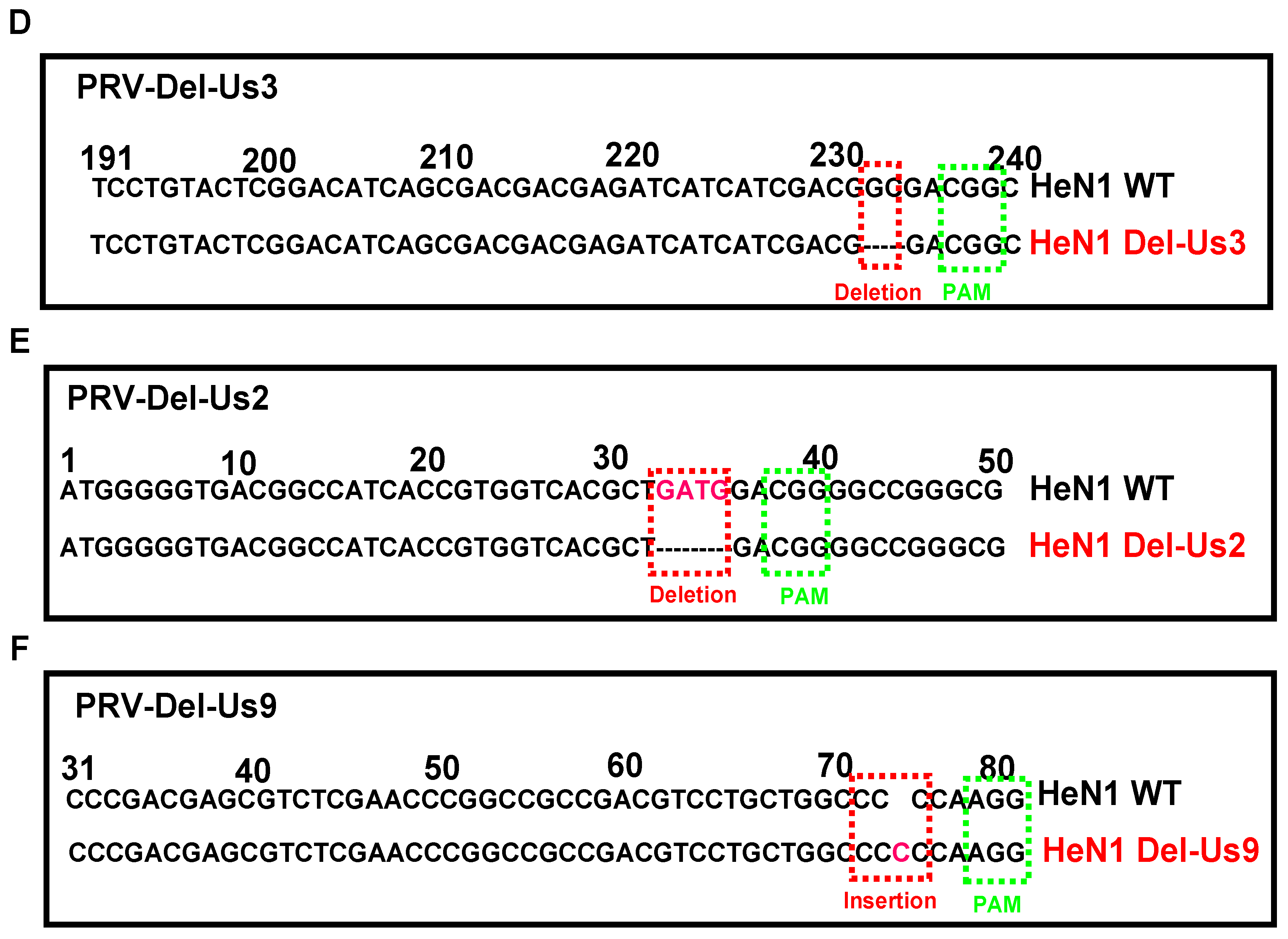 Viruses Free FullText Pseudorabies Virus (PRV) Expressing Firefly Luciferase