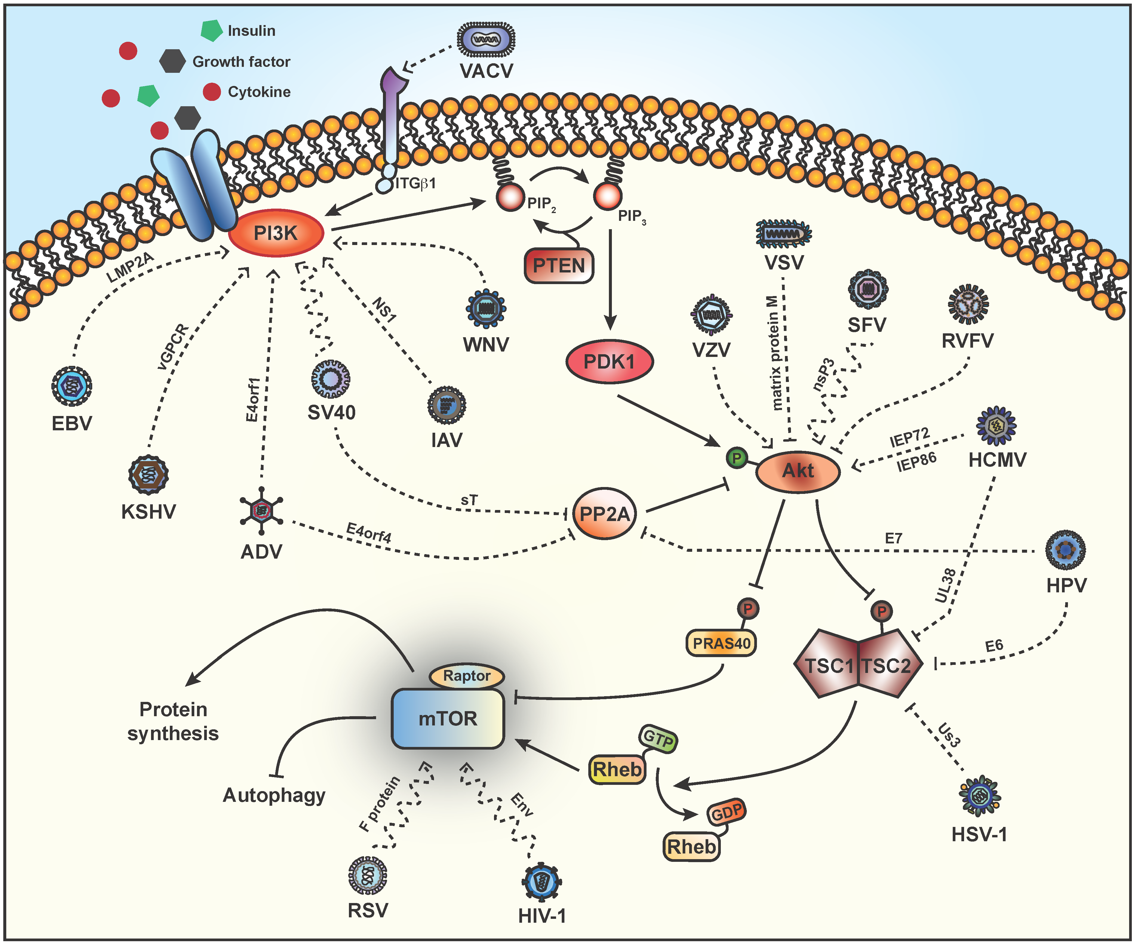 Adapting the Stress Response: Viral ... Biology Diagrams