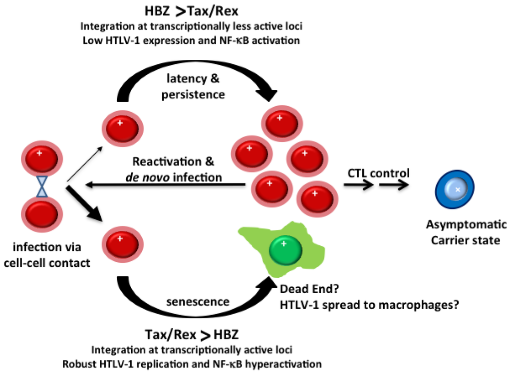 1 adult cell htlv leukemia lymphoma positive t 1 adult cell htlv leukemia lymphoma positive t