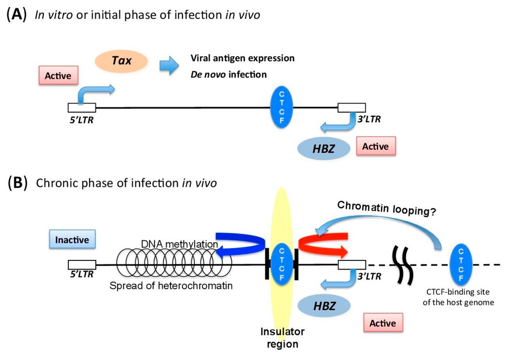 Viruses 08 00171 g002 1024