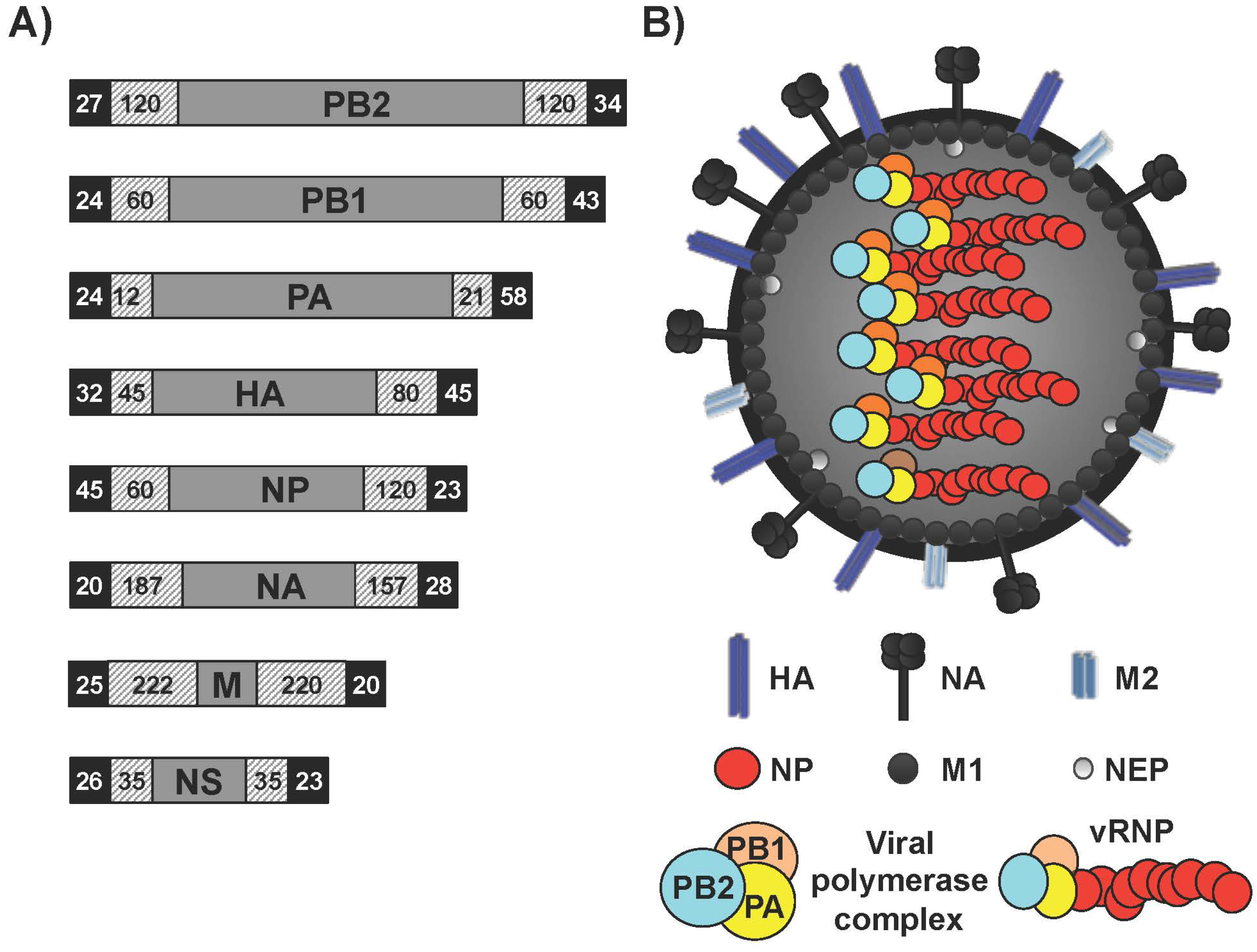 Viruses Free FullText Influenza A Viruses