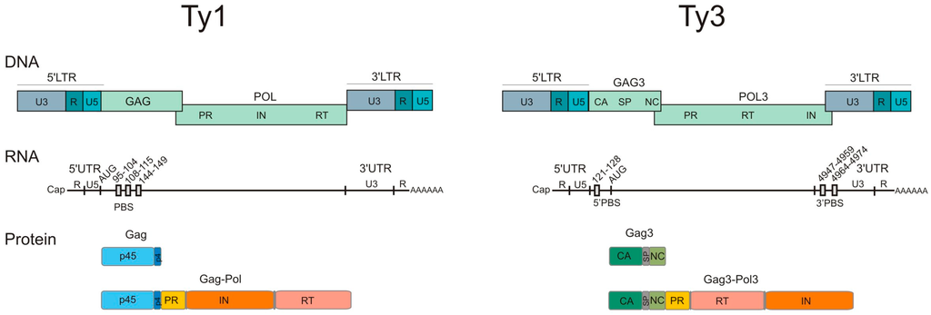 viruses free full text determinants genomic rna encapsidation in viruses free full text determinants genomic rna encapsidation in