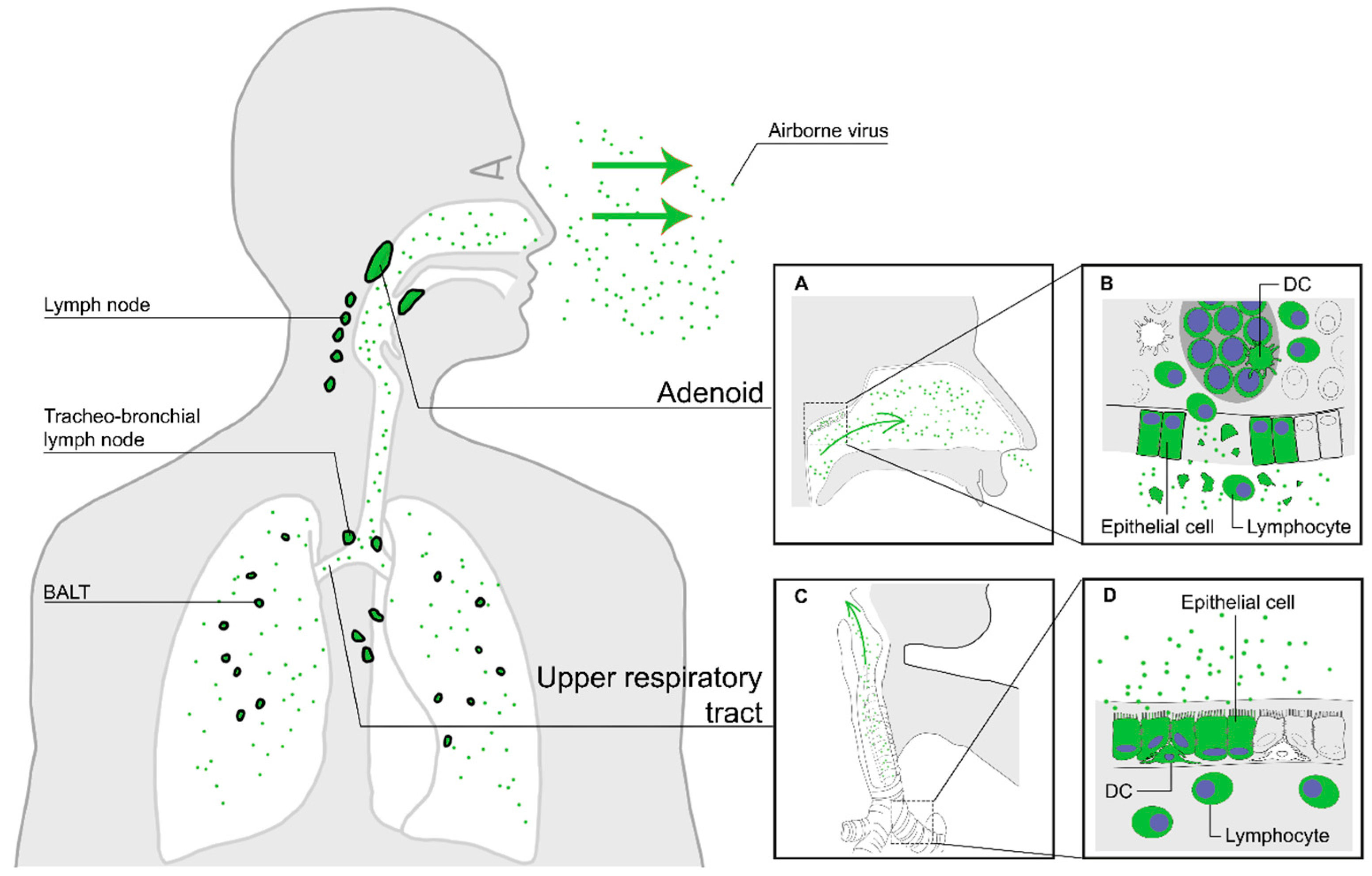 download controversies in the treatment of lung cancer 12th international symposium on special aspects of radiotherapy berlin october 2008 frontiers of radiation