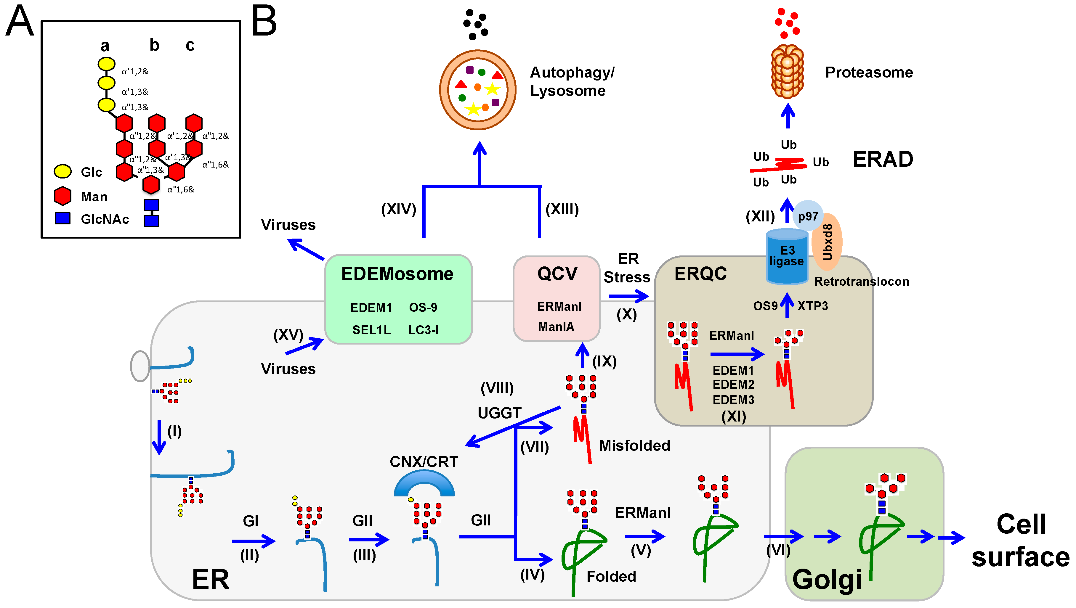 Viruses Free FullText Arms Race between Enveloped Viruses and the