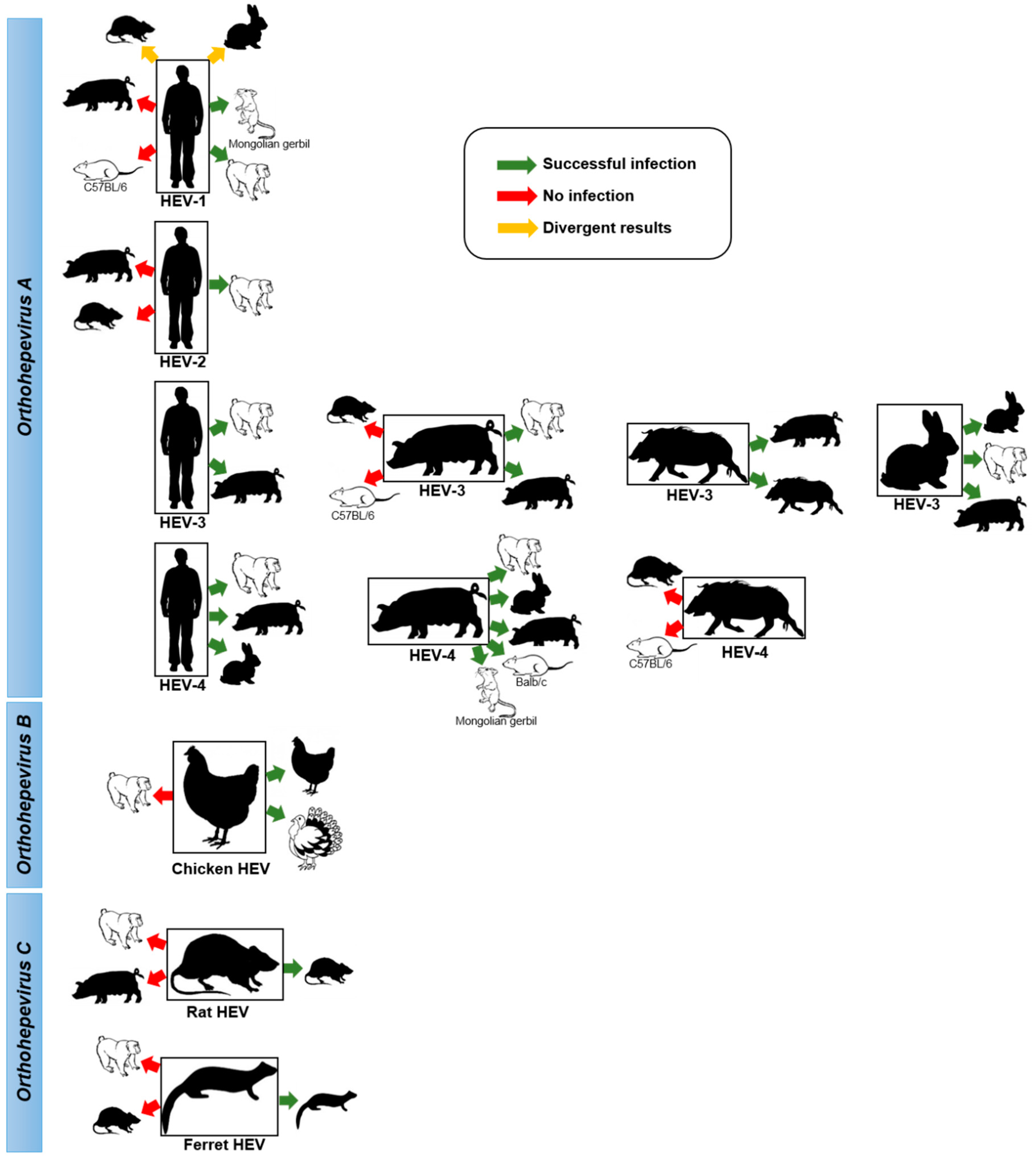 Viruses Free FullText Zoonotic Hepatitis E Virus Classiﬁcation