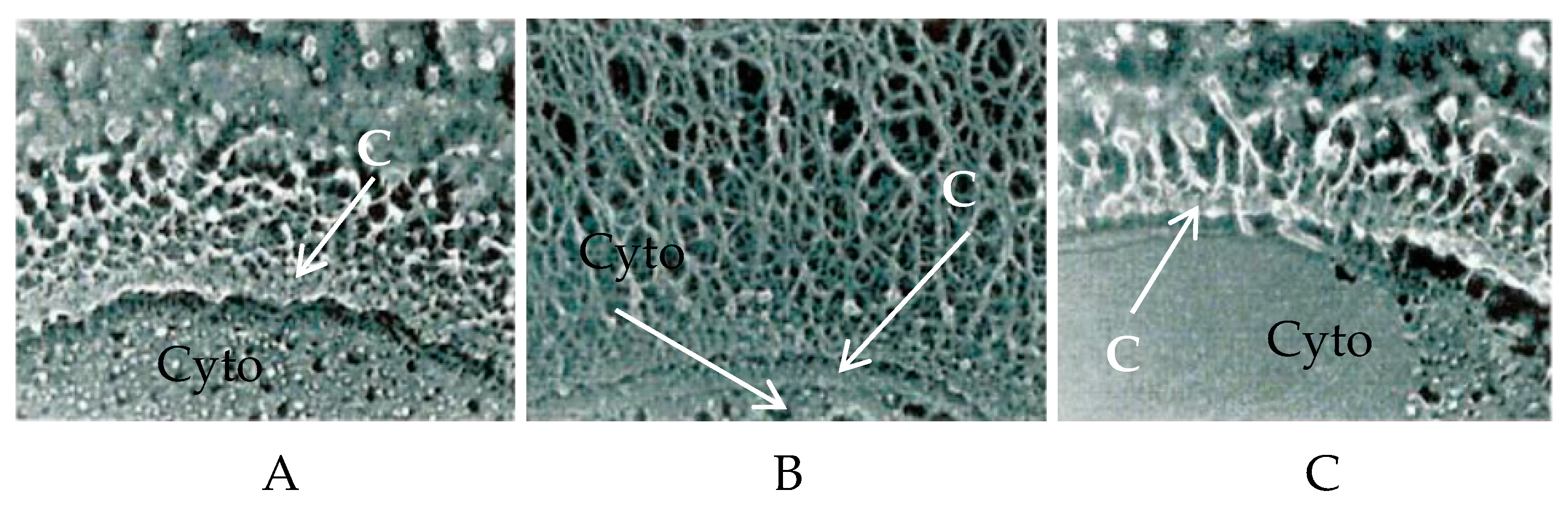 Viruses 09 00088 g001