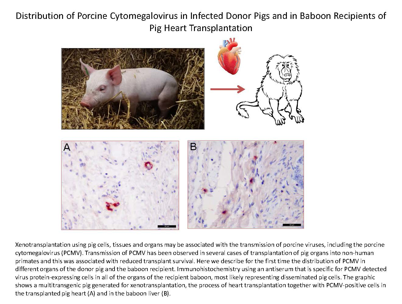 Viruses Free FullText Distribution of Porcine Cytomegalovirus in
