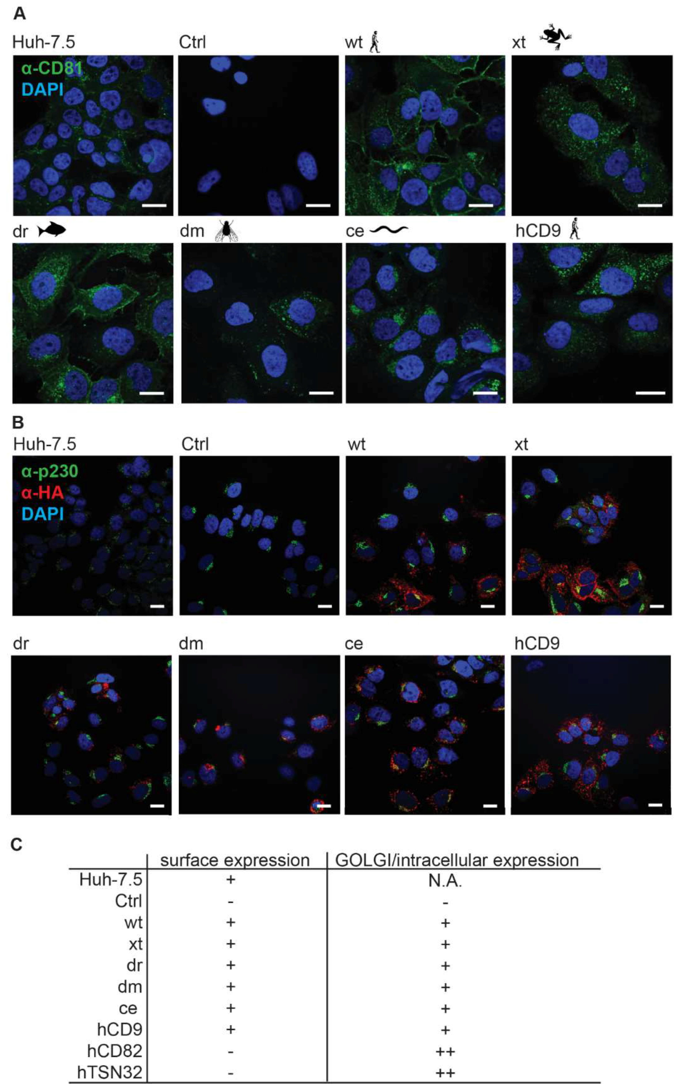 Viruses 10 00207 g004