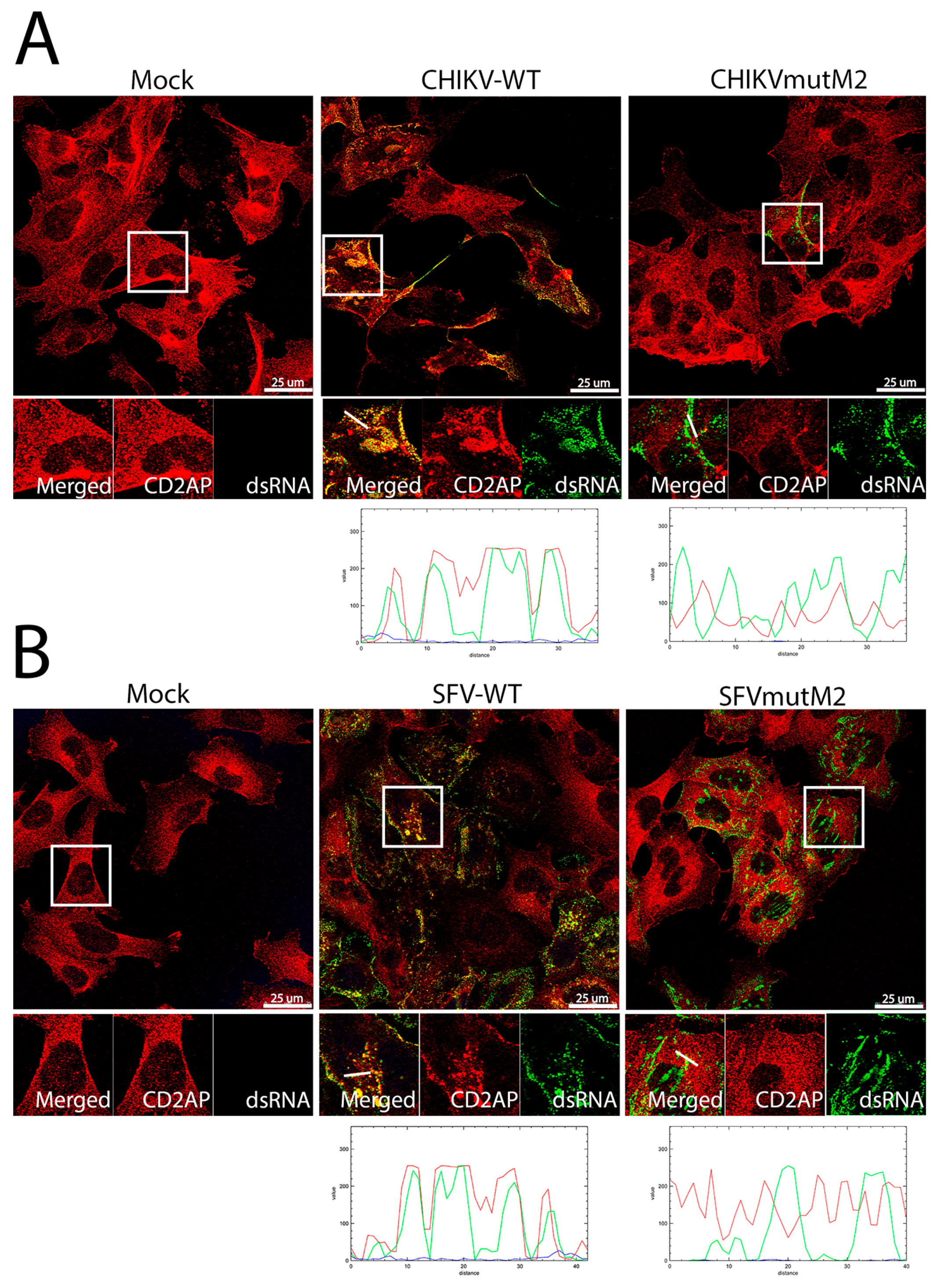 Viruses 10 00226 g007