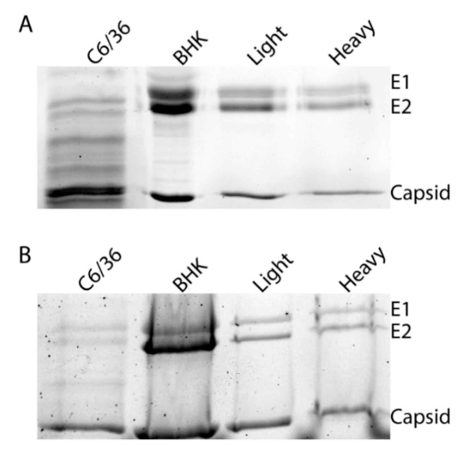 Viruses 10 00263 g003