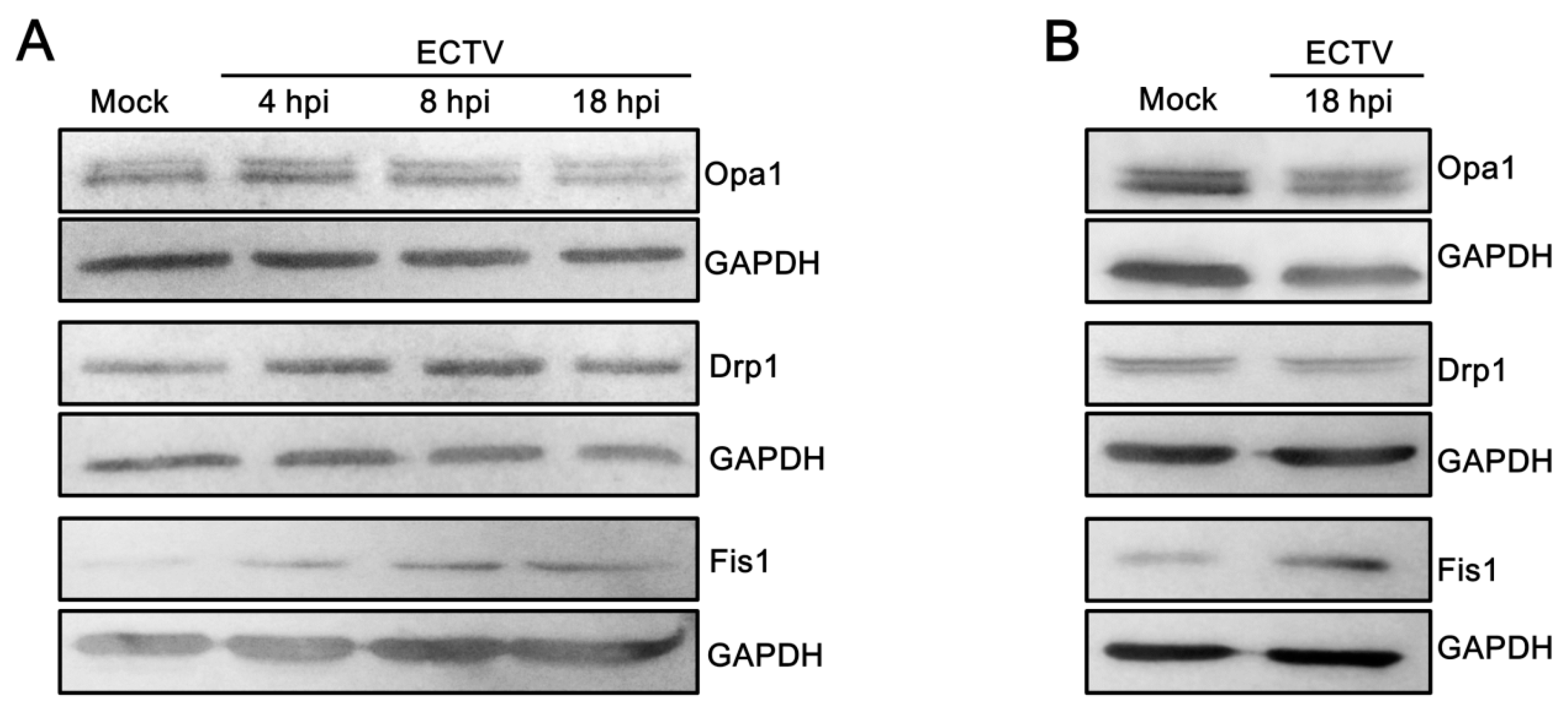 Viruses 10 00266 g006a