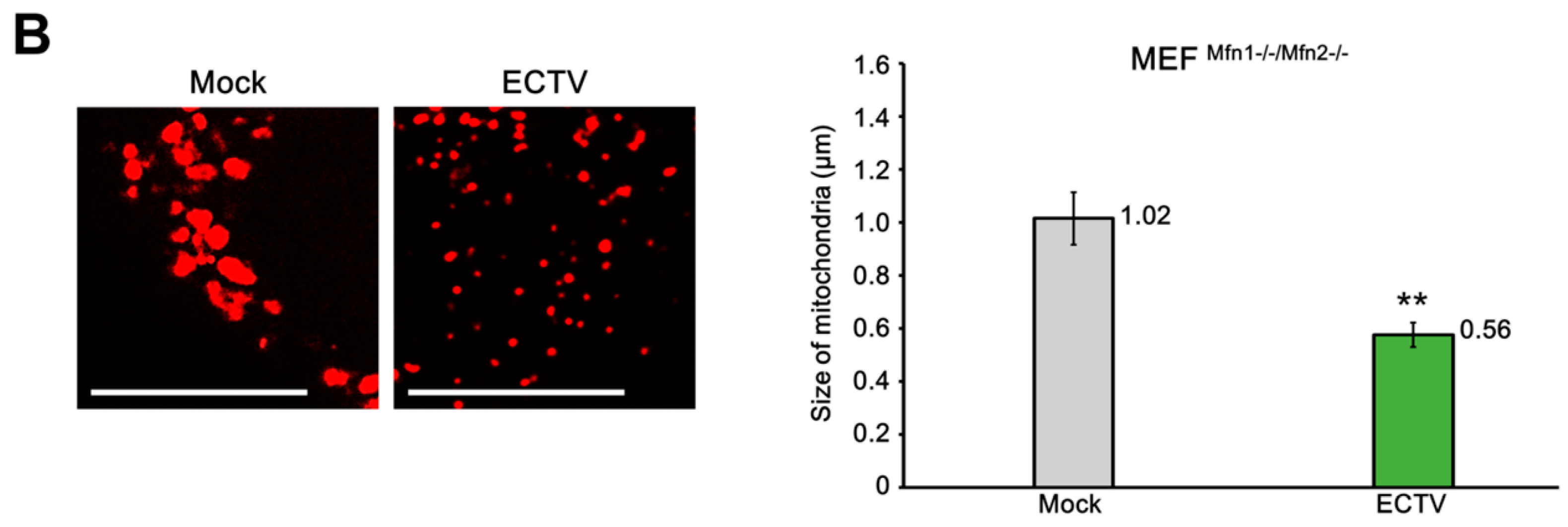 Viruses 10 00266 g008b