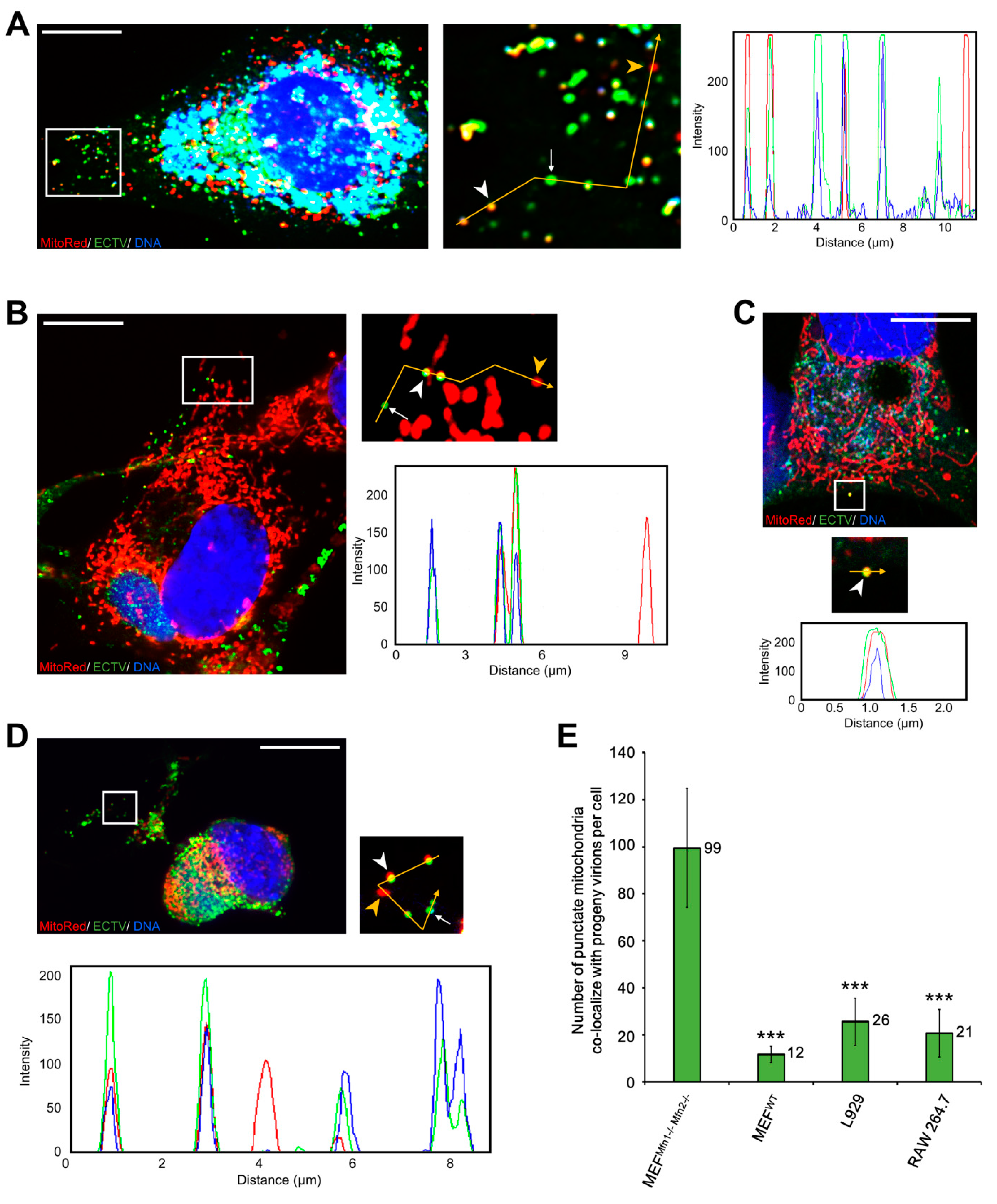 Viruses 10 00266 g009