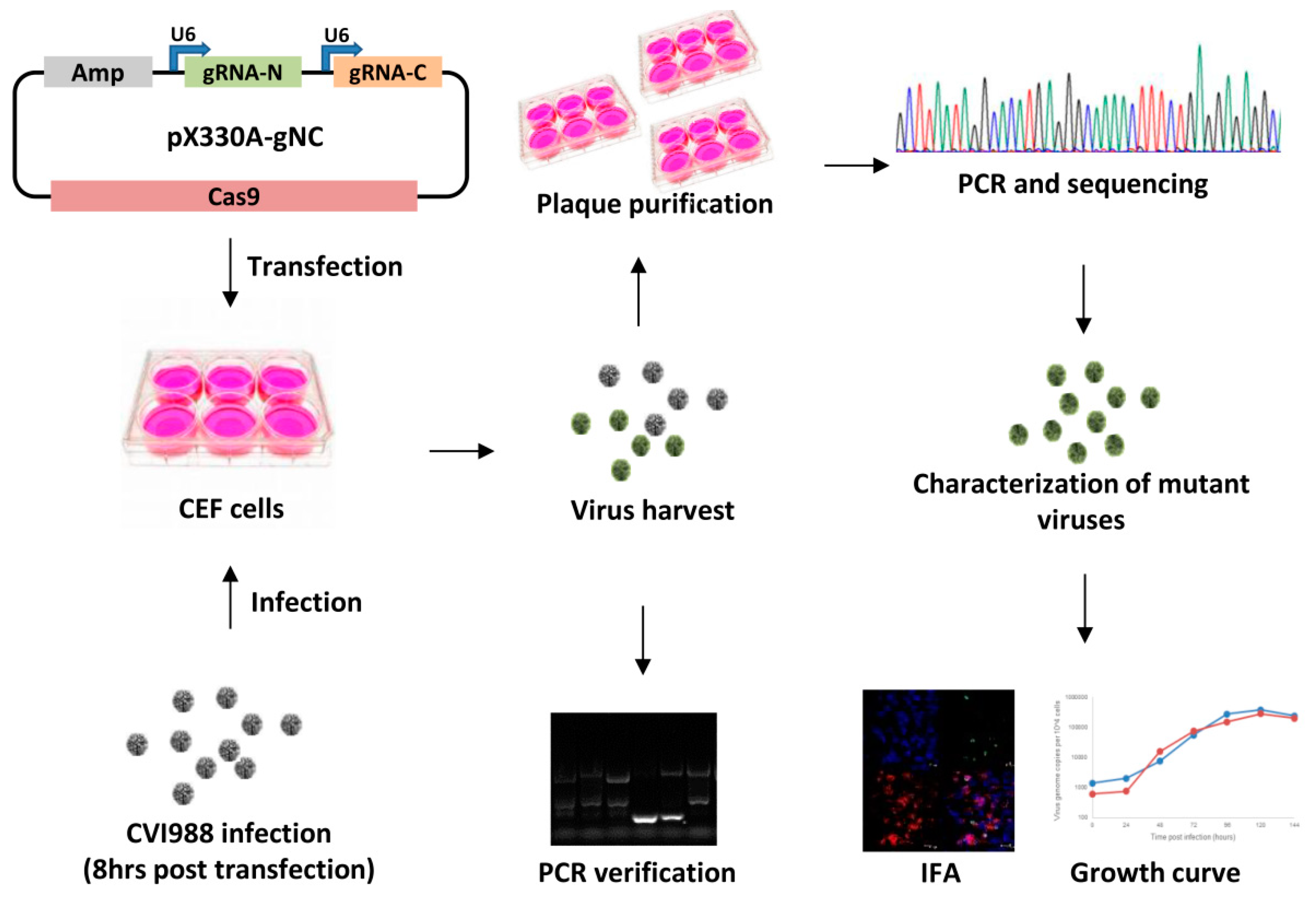 Viruses 10 00279 g001