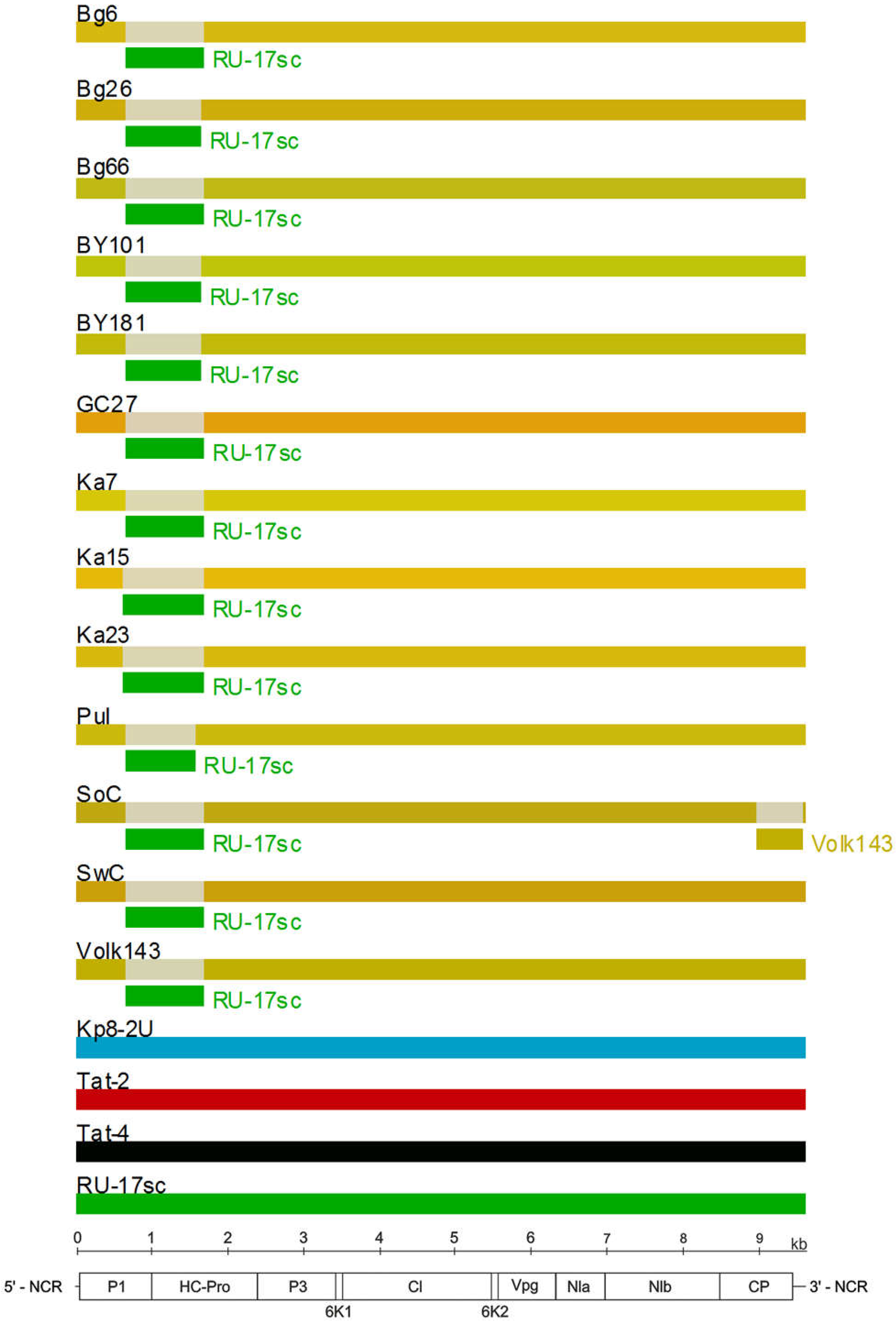 Viruses 10 00450 g005