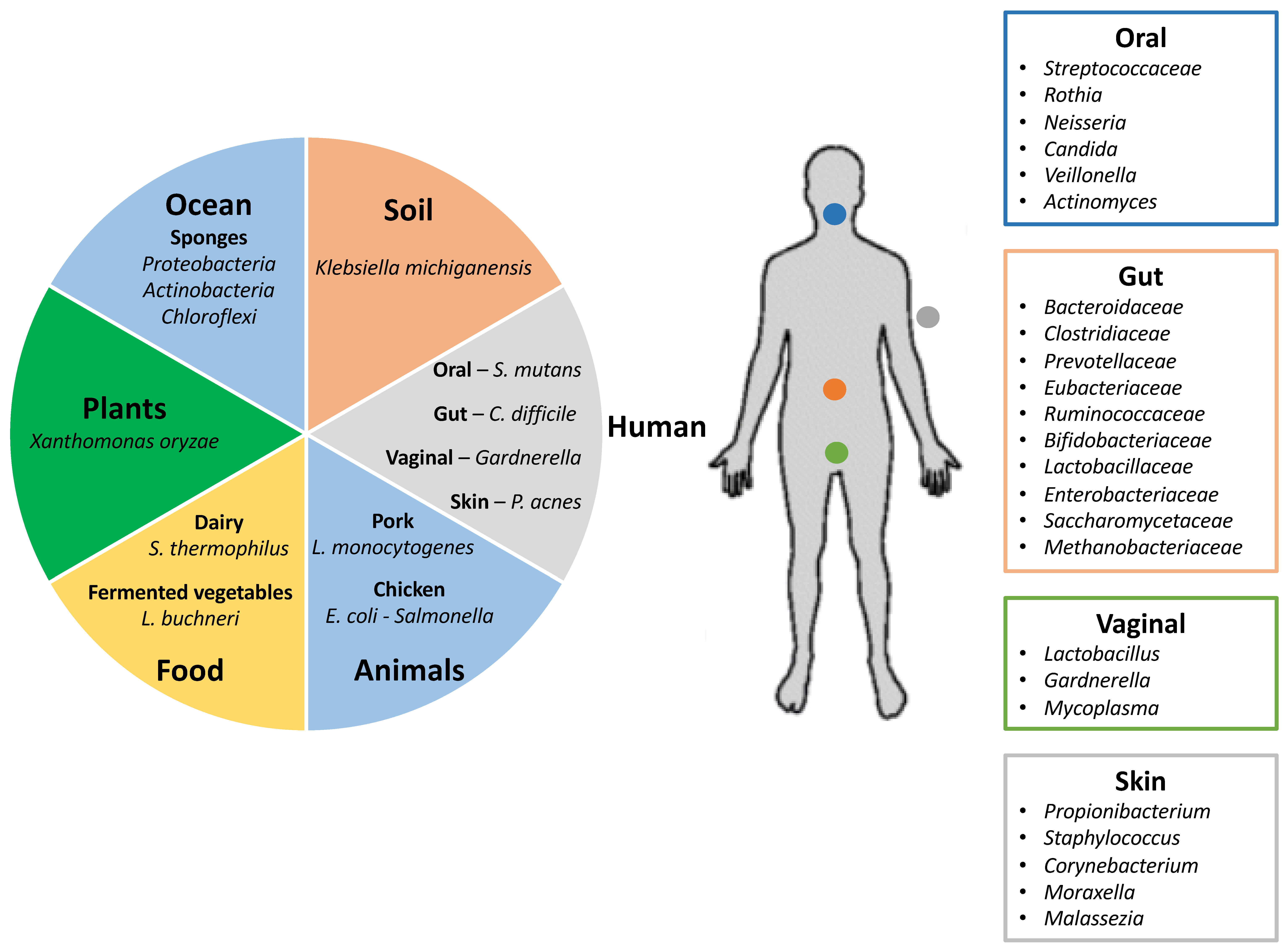Viruses | Free Full-Text | Insights into the Human Virome Using CRISPR