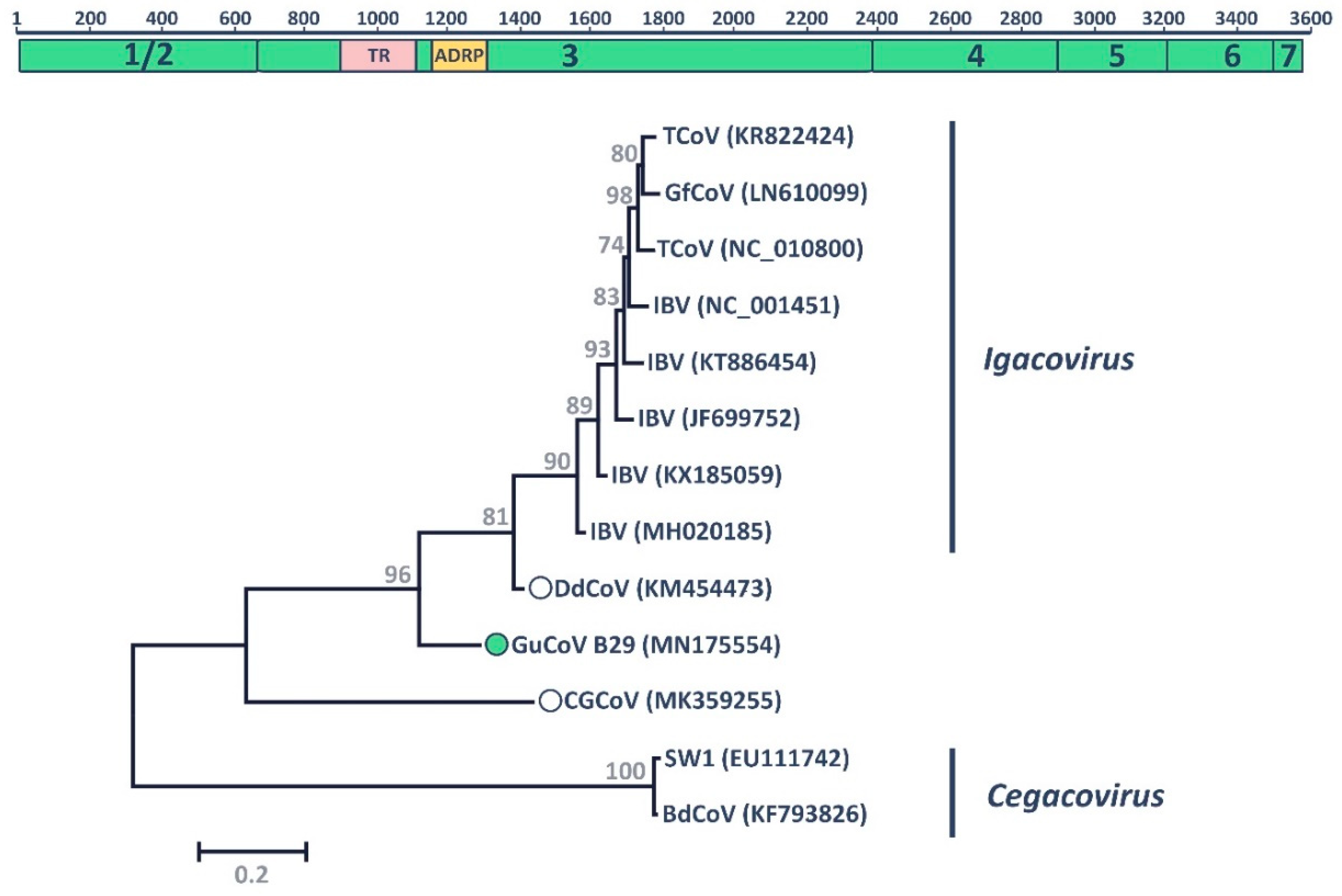 Viruses 11 00768 g002 Viruses 11 00768 g002