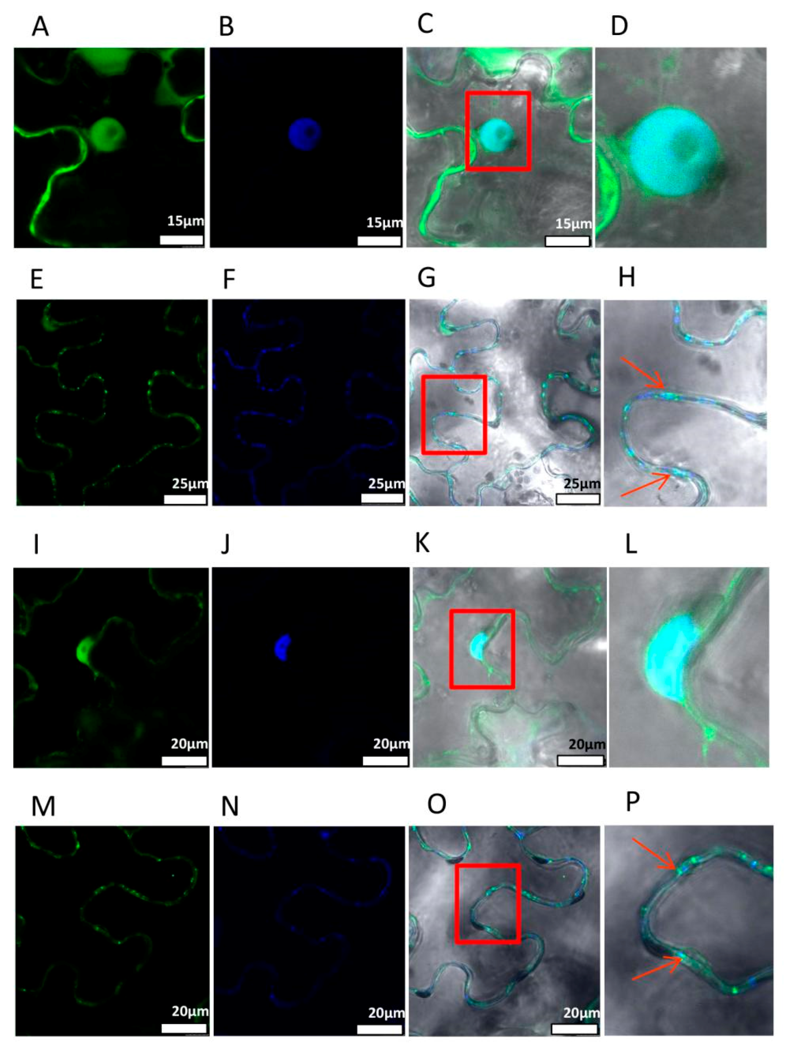 Viruses 11 00782 g003 Viruses 11 00782 g003