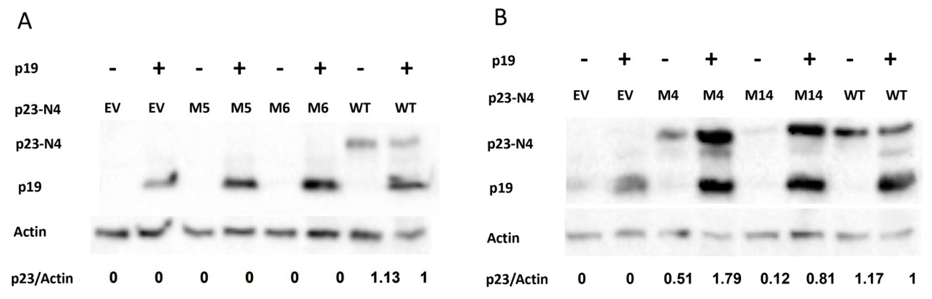 Viruses 11 00782 g006 Viruses 11 00782 g006