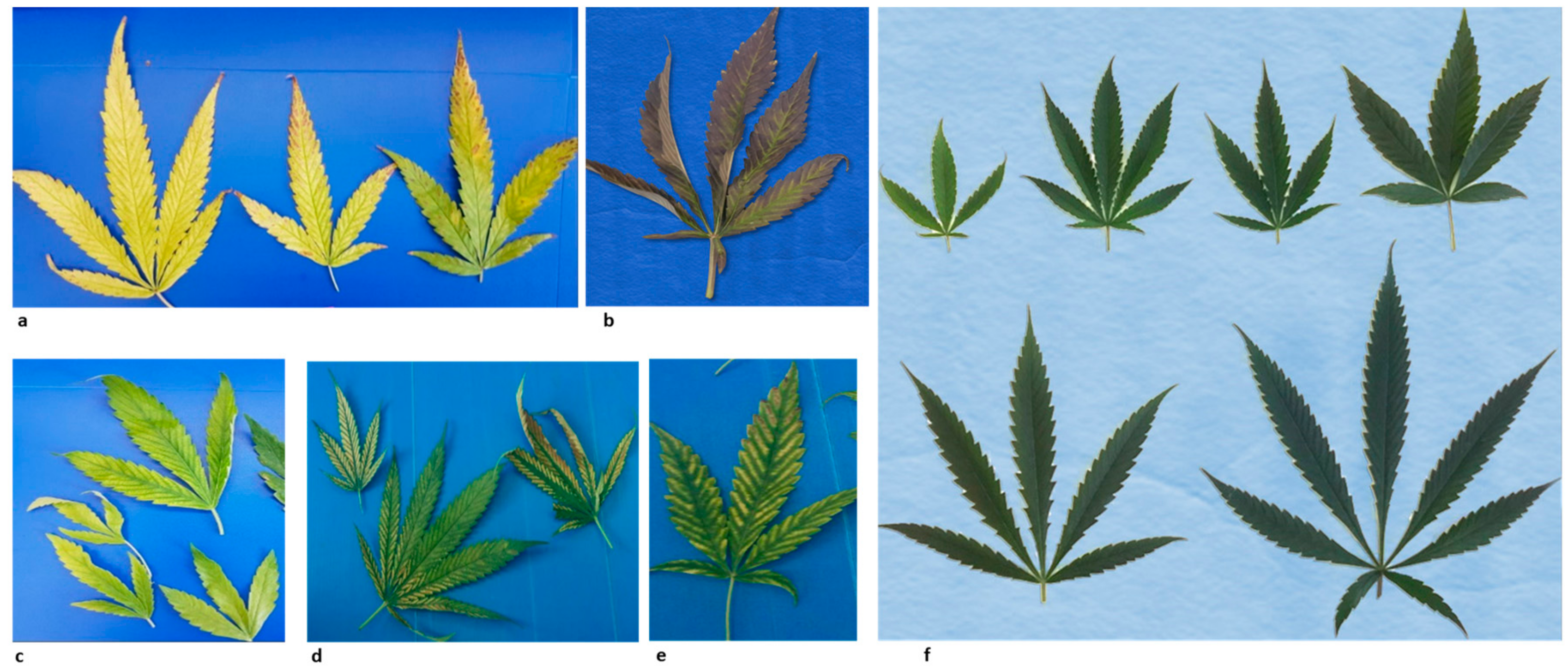 Viruses 11 00802 g001 Viruses 11 00802 g001