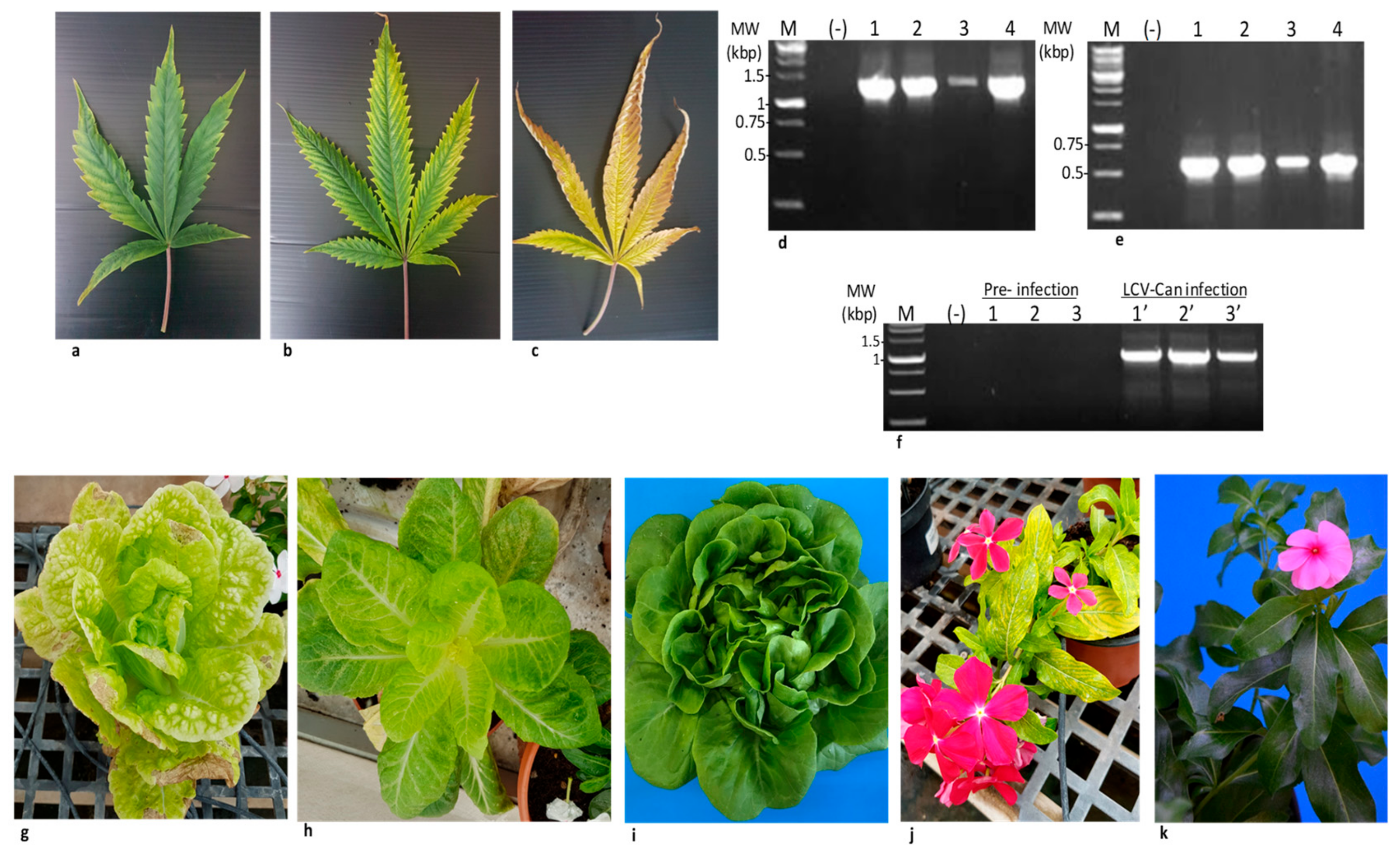 Viruses 11 00802 g004 Viruses 11 00802 g004