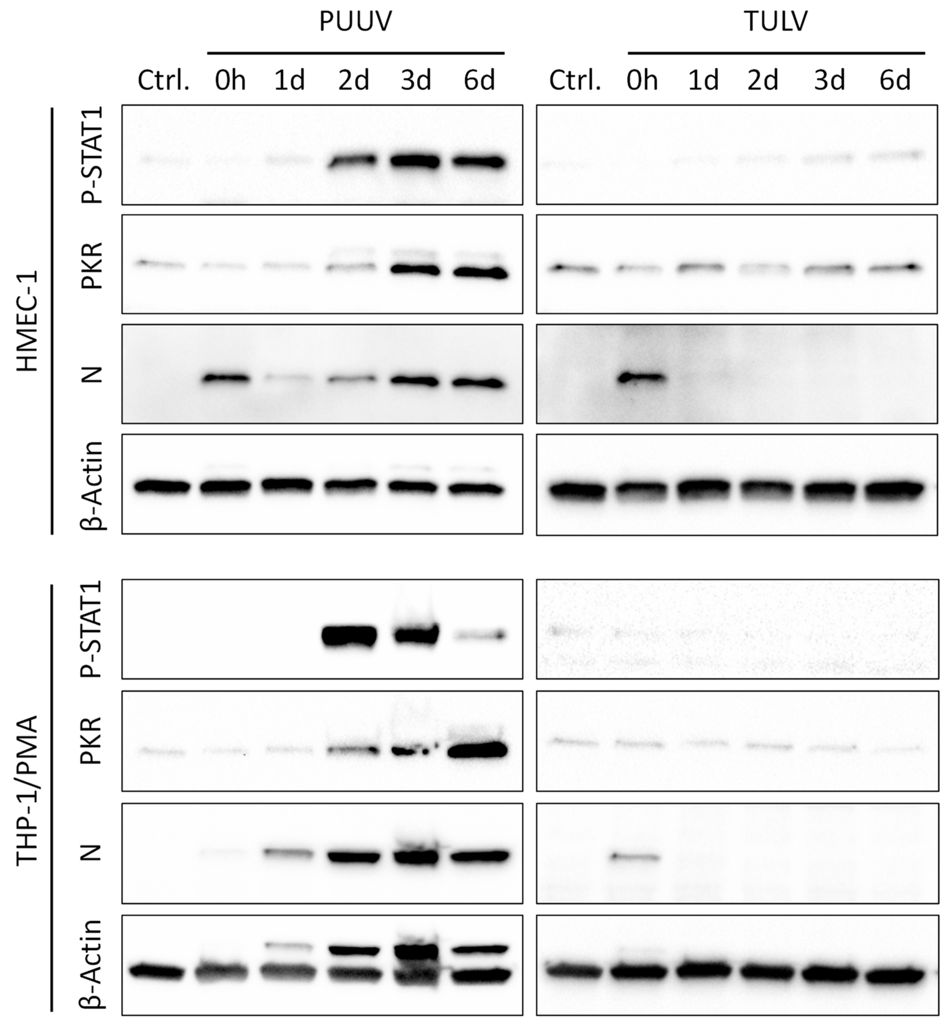 Viruses 11 00855 g005 Viruses 11 00855 g005