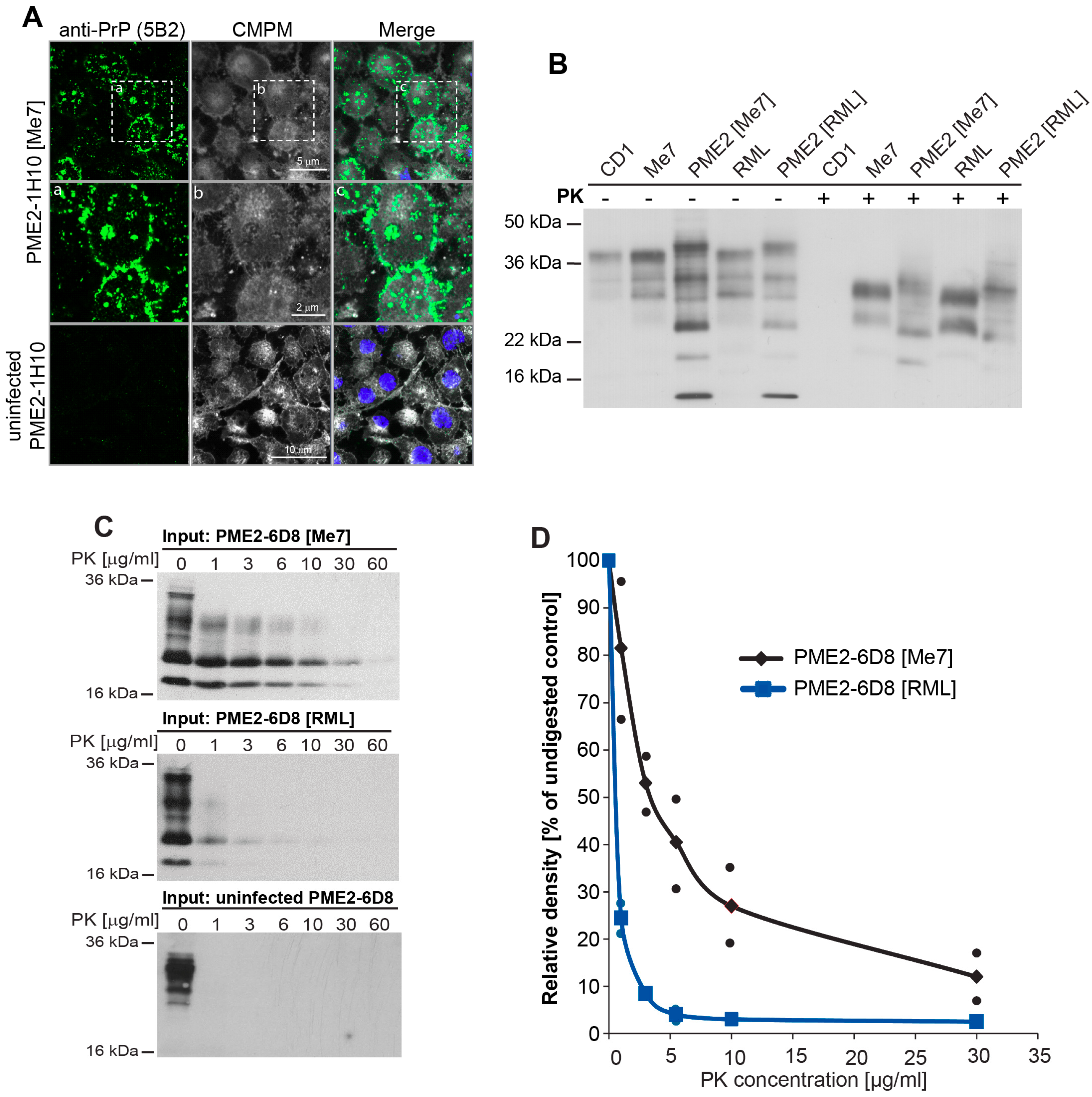Viruses 11 00888 g003 Viruses 11 00888 g003