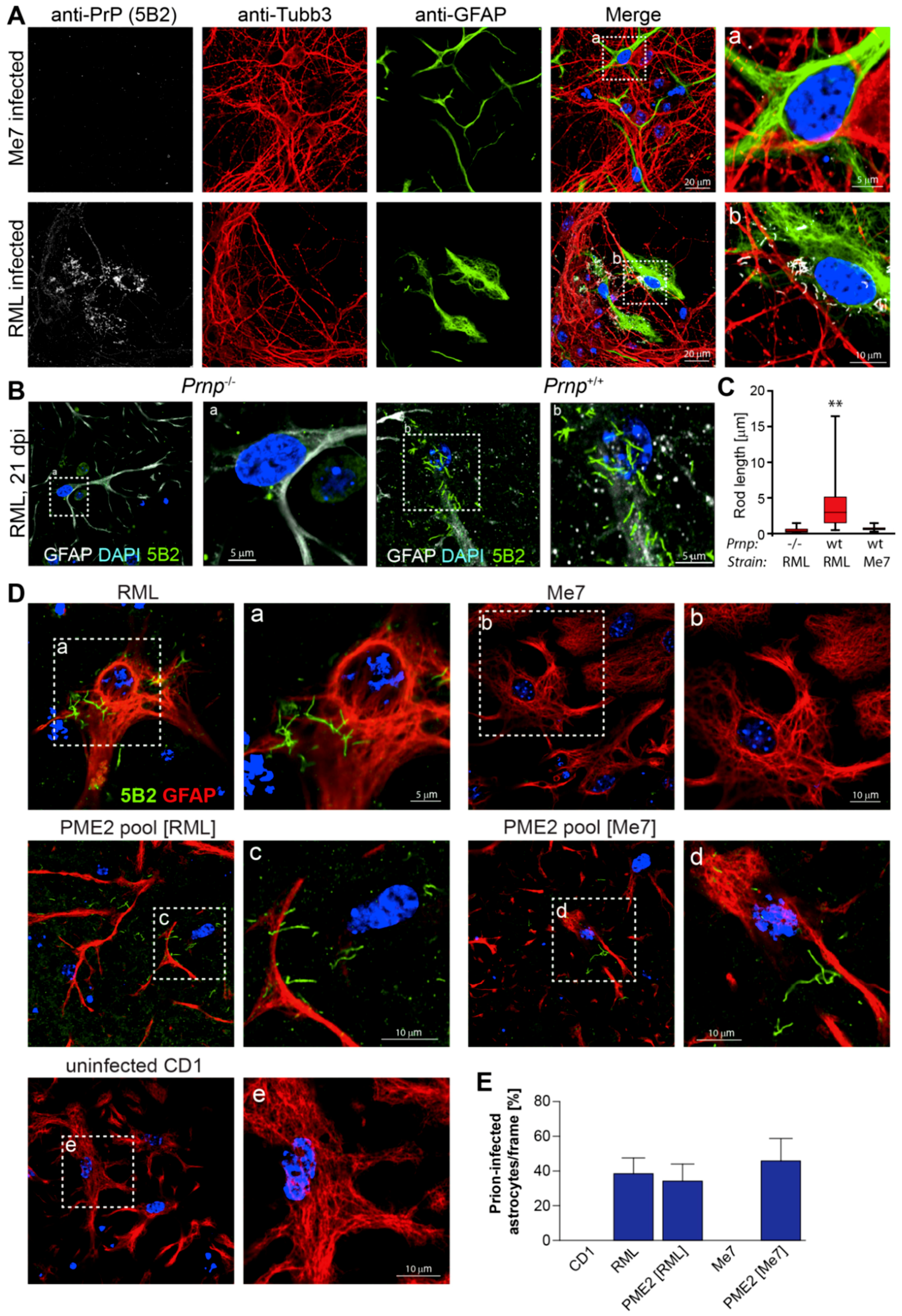 Viruses 11 00888 g005 Viruses 11 00888 g005