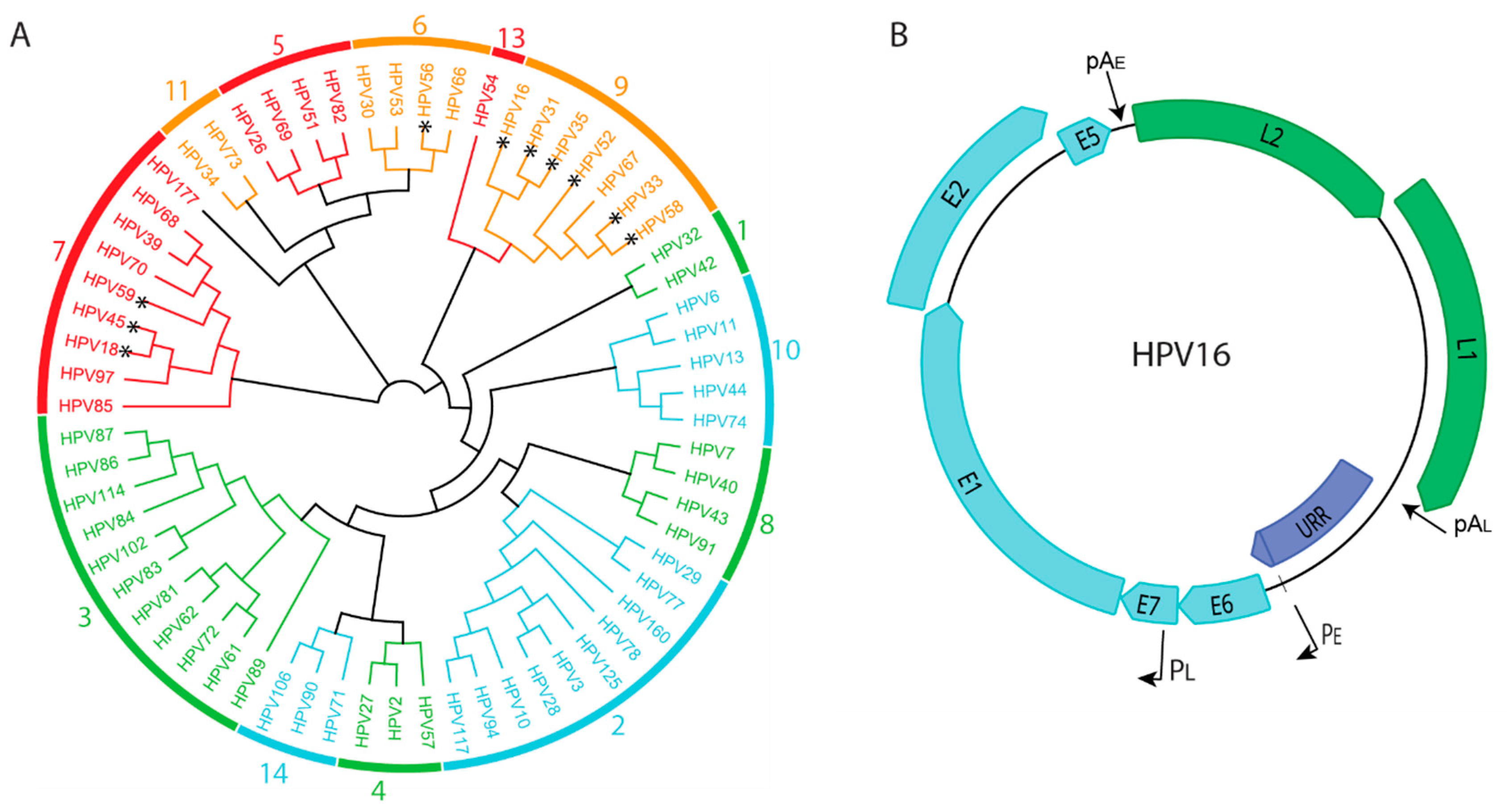 Viruses 13 01846 g001