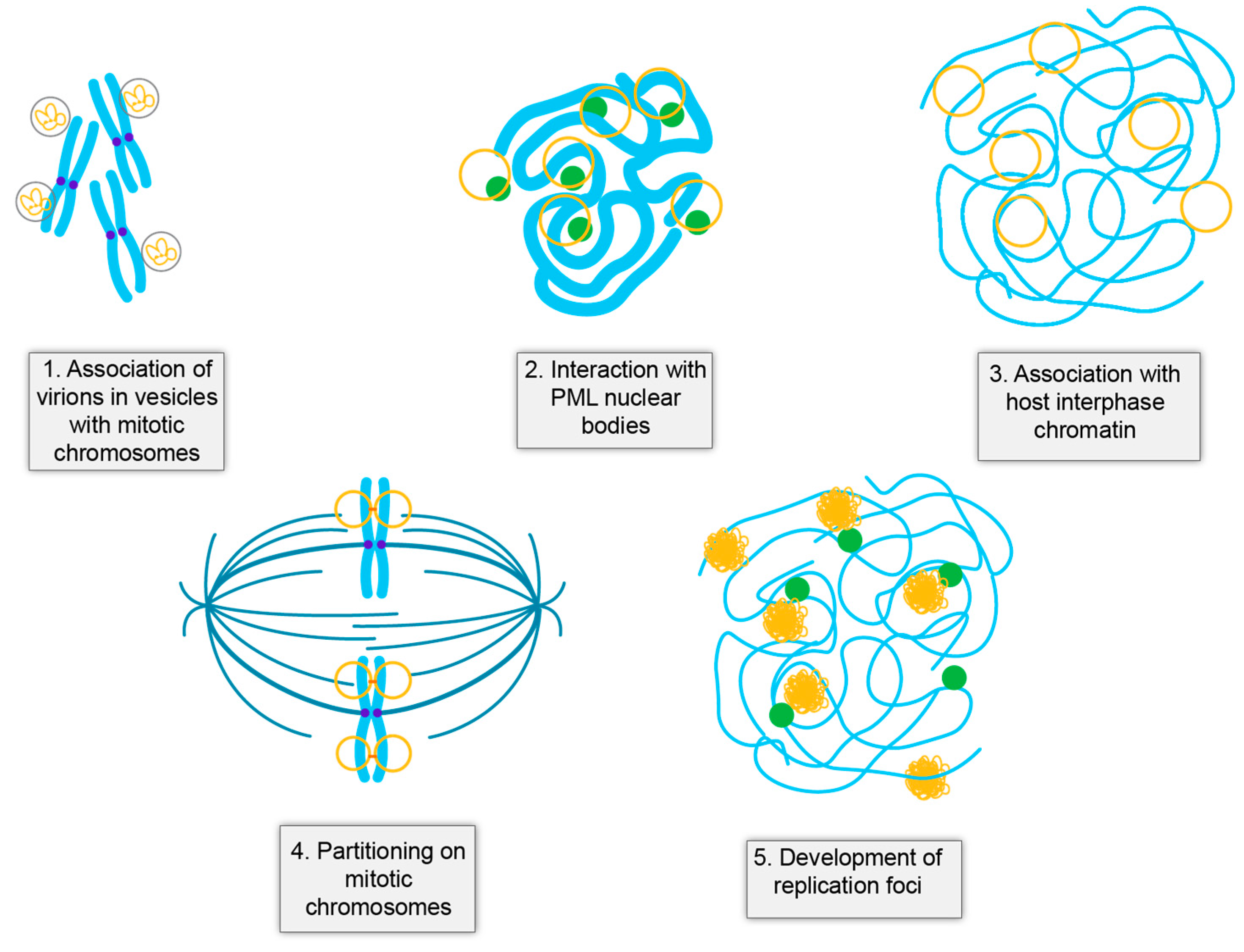 Viruses 13 01846 g002