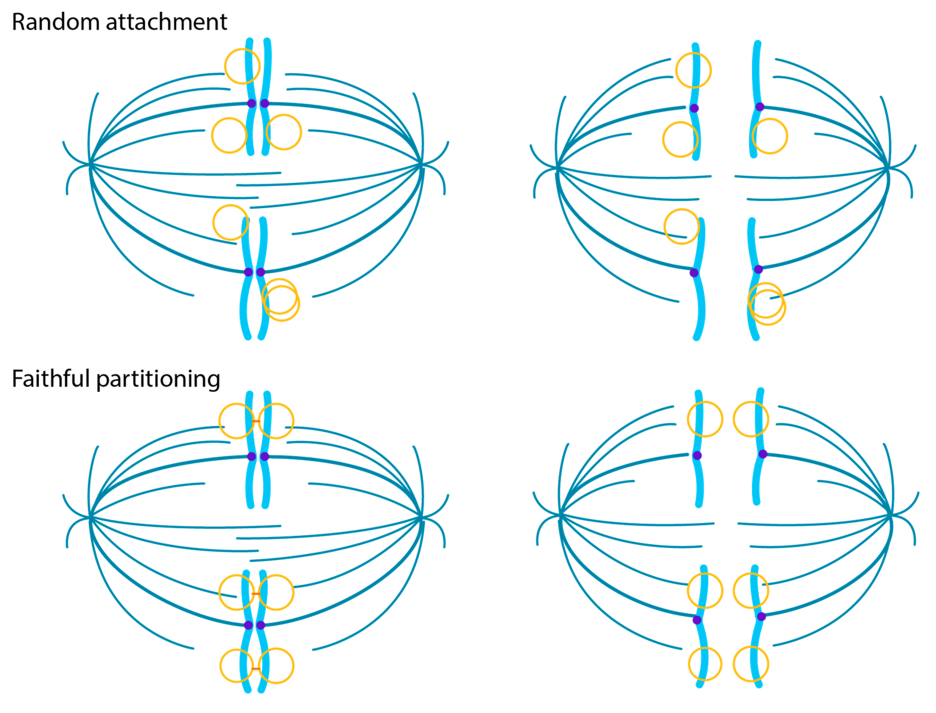 Viruses 13 01846 g003