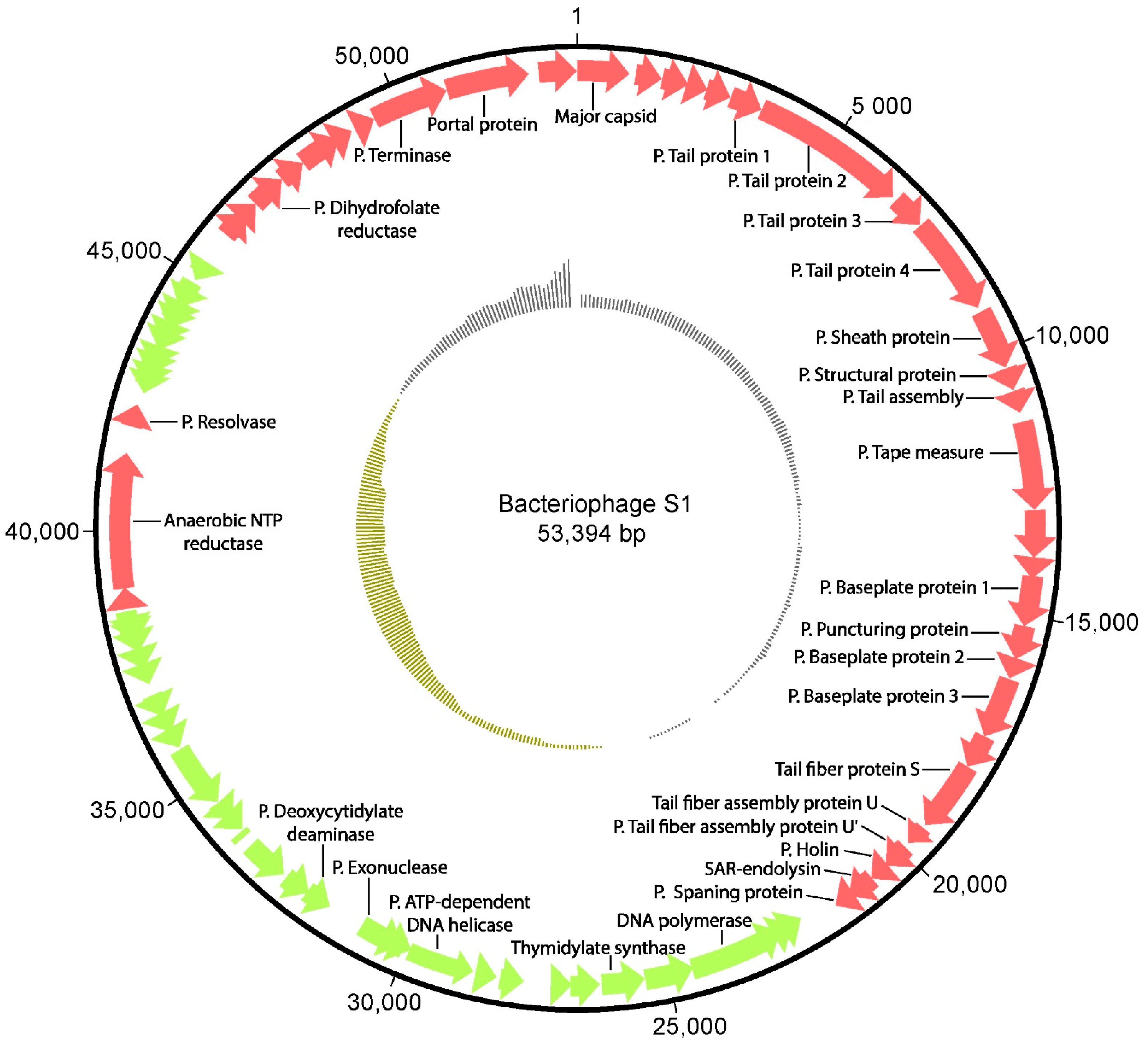 Viruses 13 01932 g001