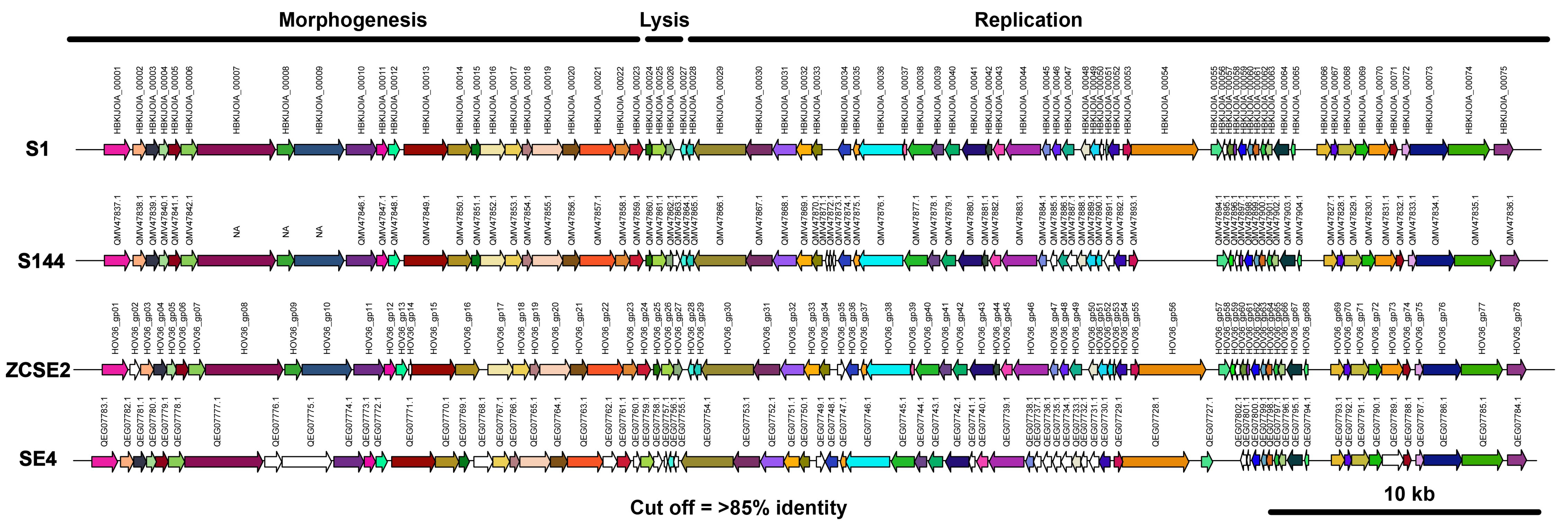 Viruses 13 01932 g003