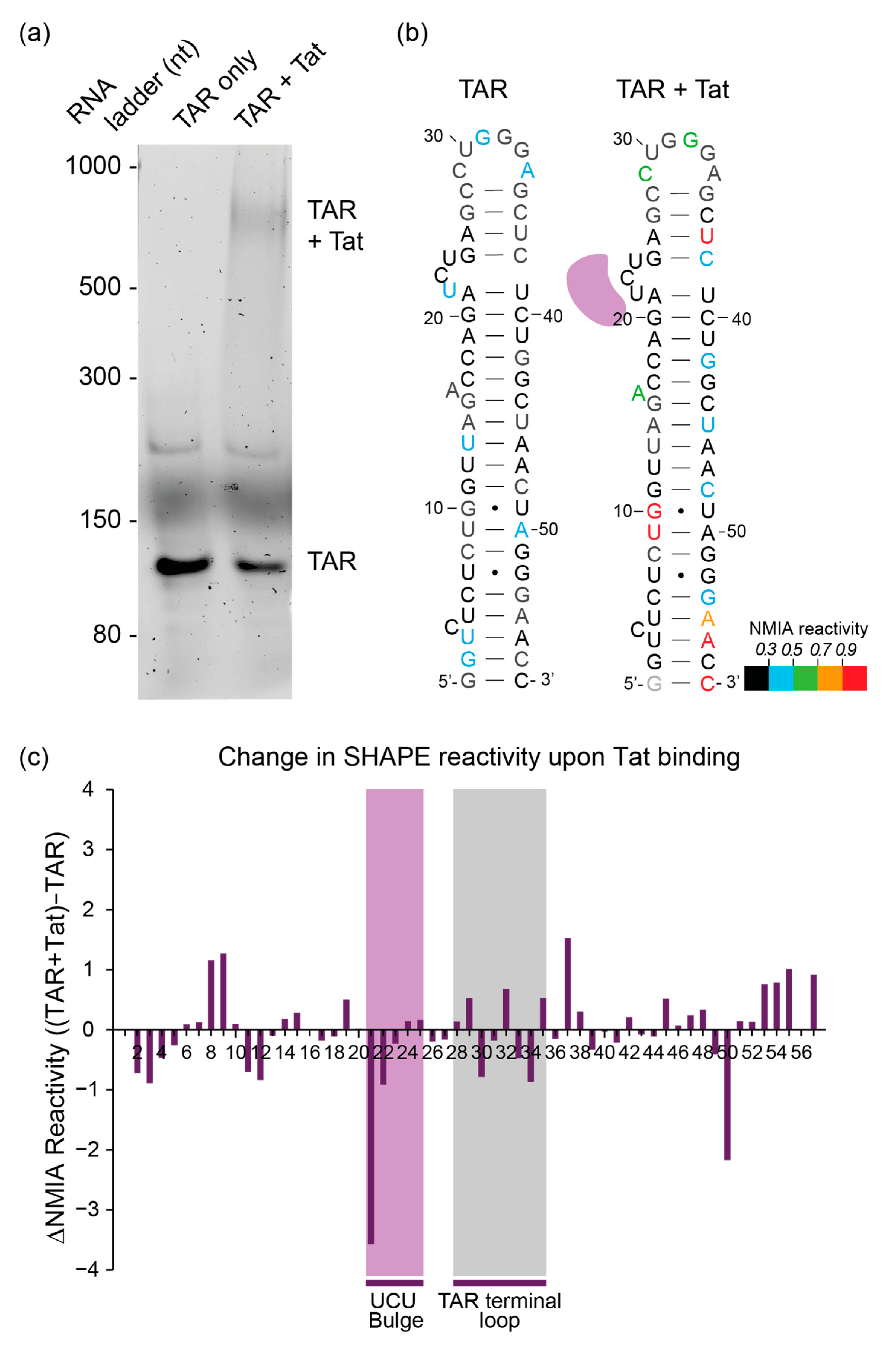 Viruses 13 02389 g002 Viruses 13 02389 g002