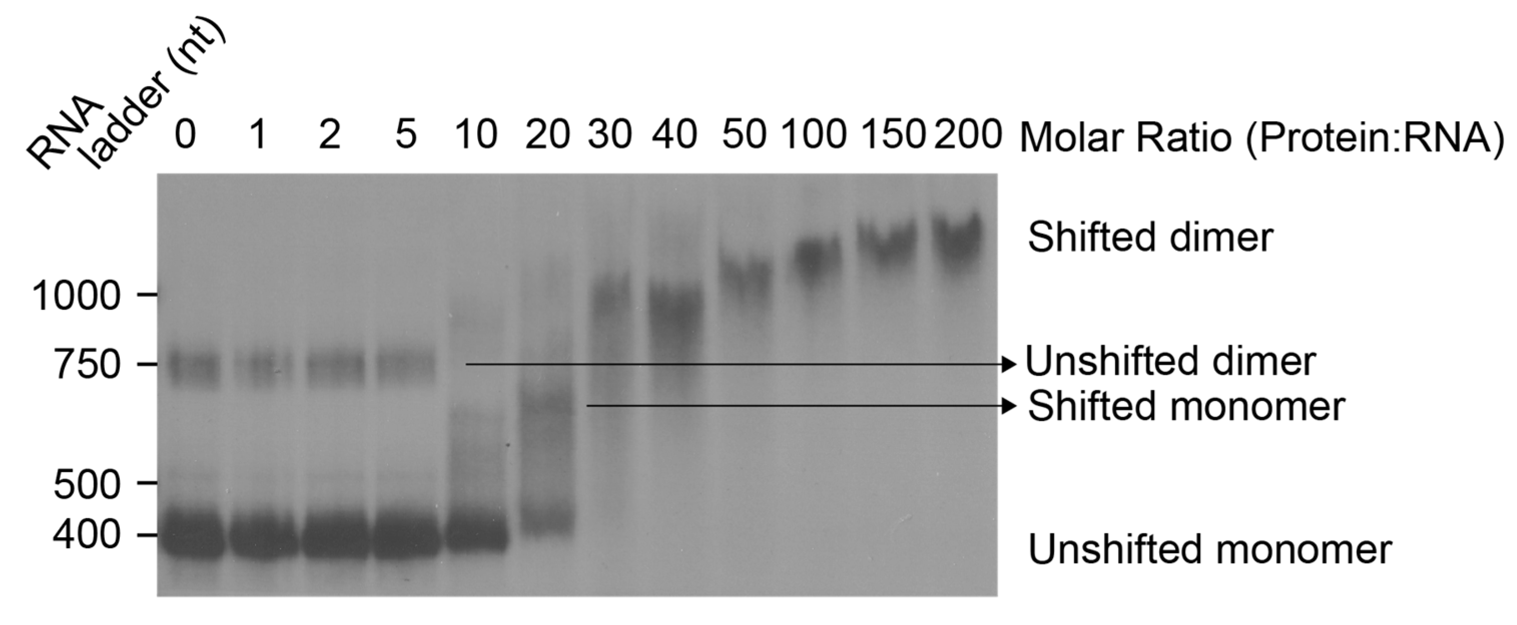 Viruses 13 02389 g003 Viruses 13 02389 g003