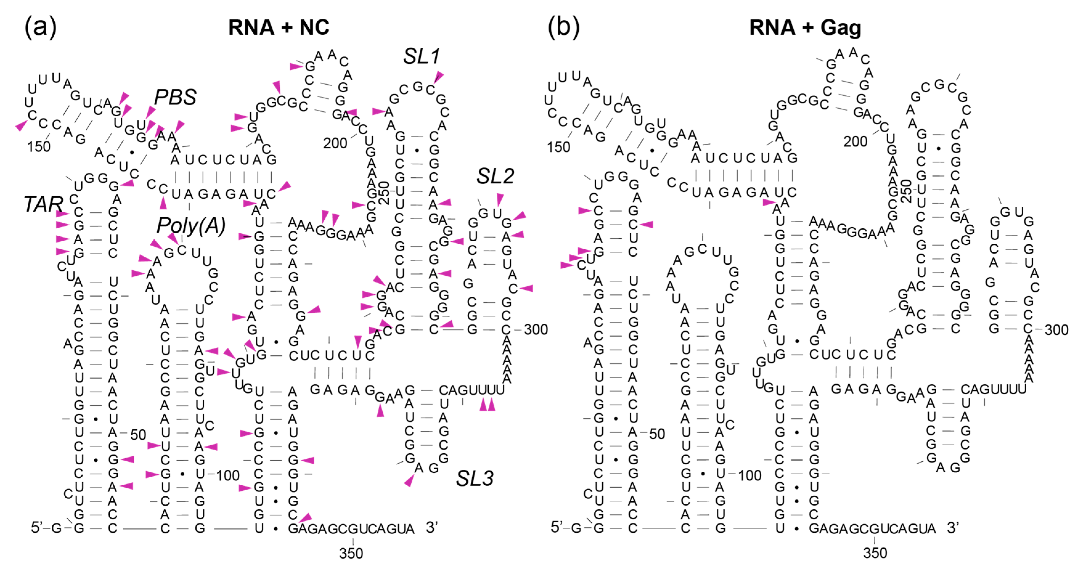 Viruses 13 02389 g012 Viruses 13 02389 g012
